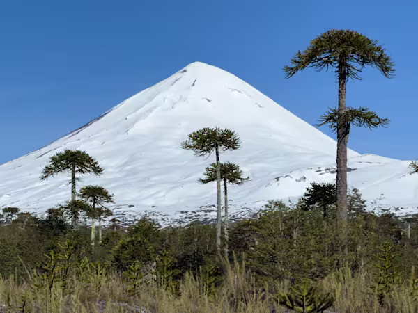 Il Llaima con le araucarie giganti