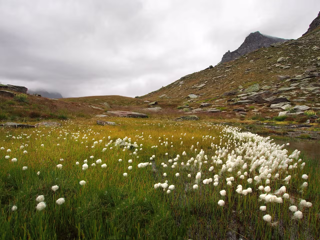 Erioforo, il cotone delle Alpi
