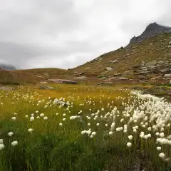 Erioforo, il cotone delle Alpi