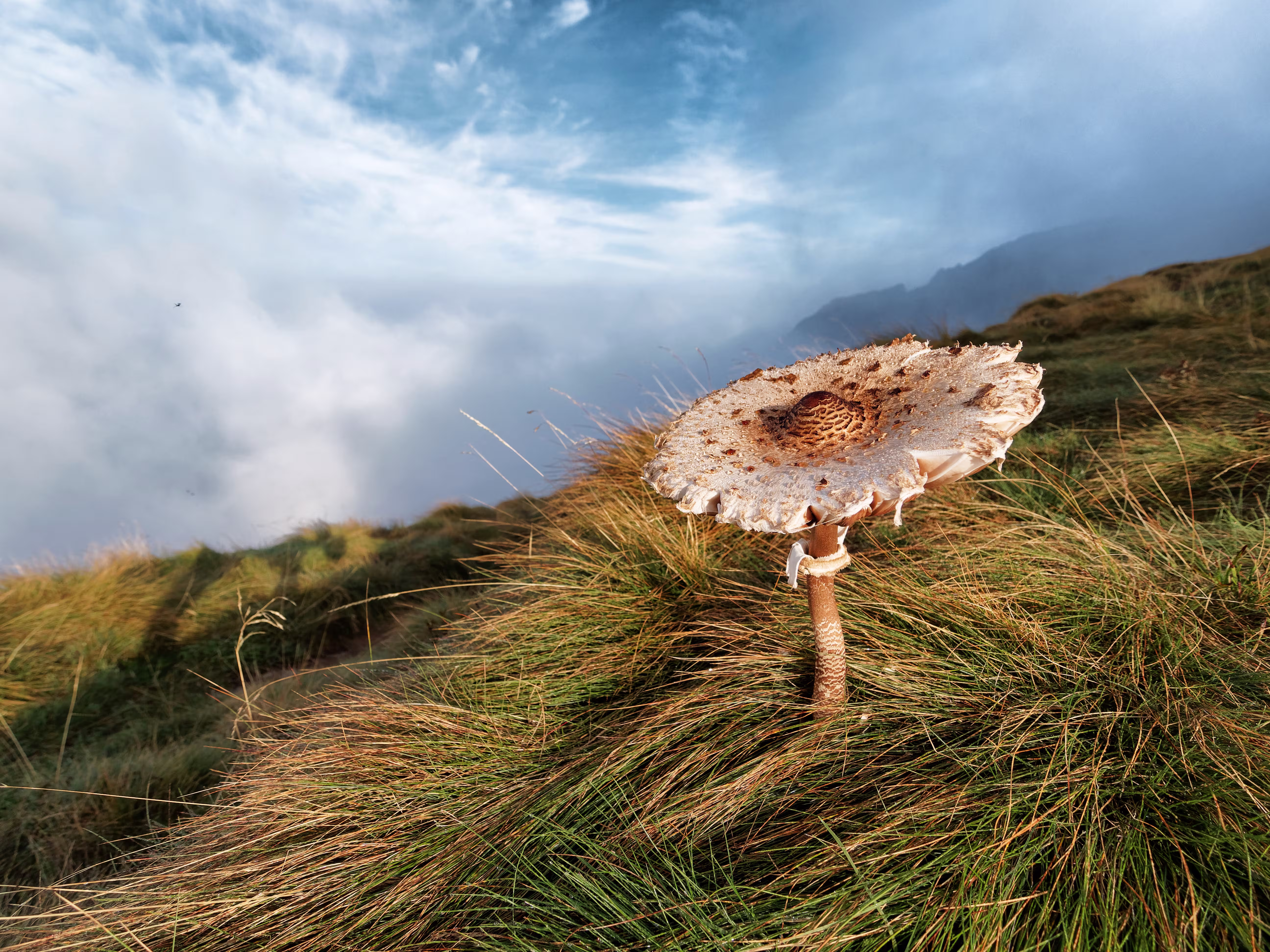 Una bella Mazza di Tamburo