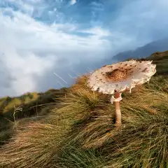 Una bella Mazza di Tamburo