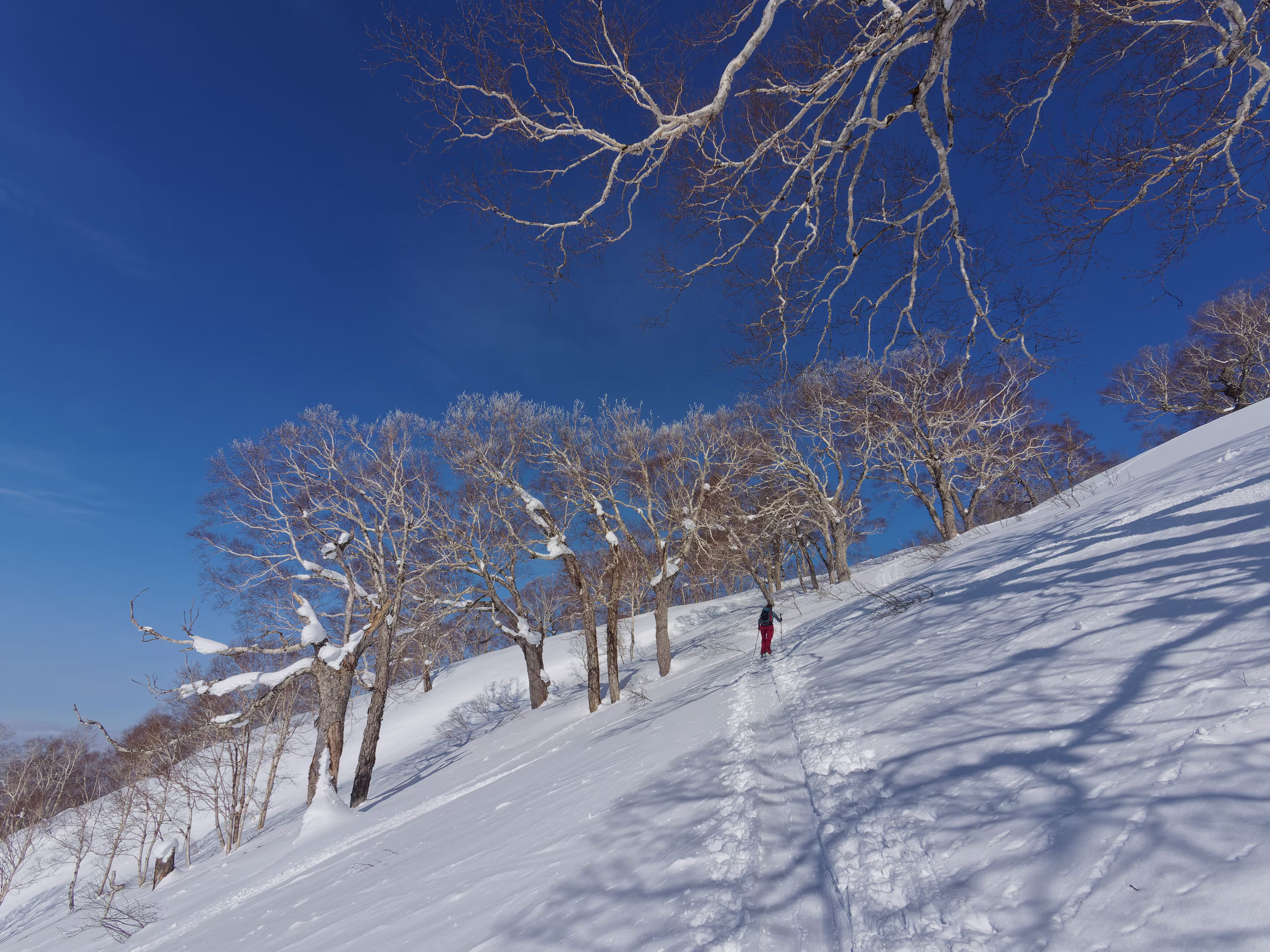 Si continua sempre in un bellissimo bosco di betulle