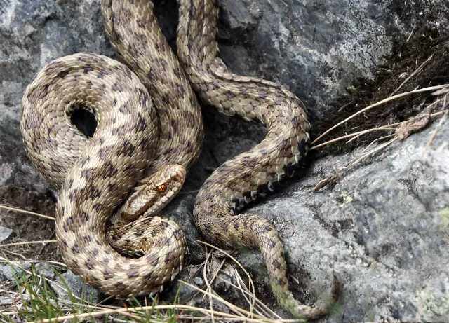 Vipera Berus (Marasso)