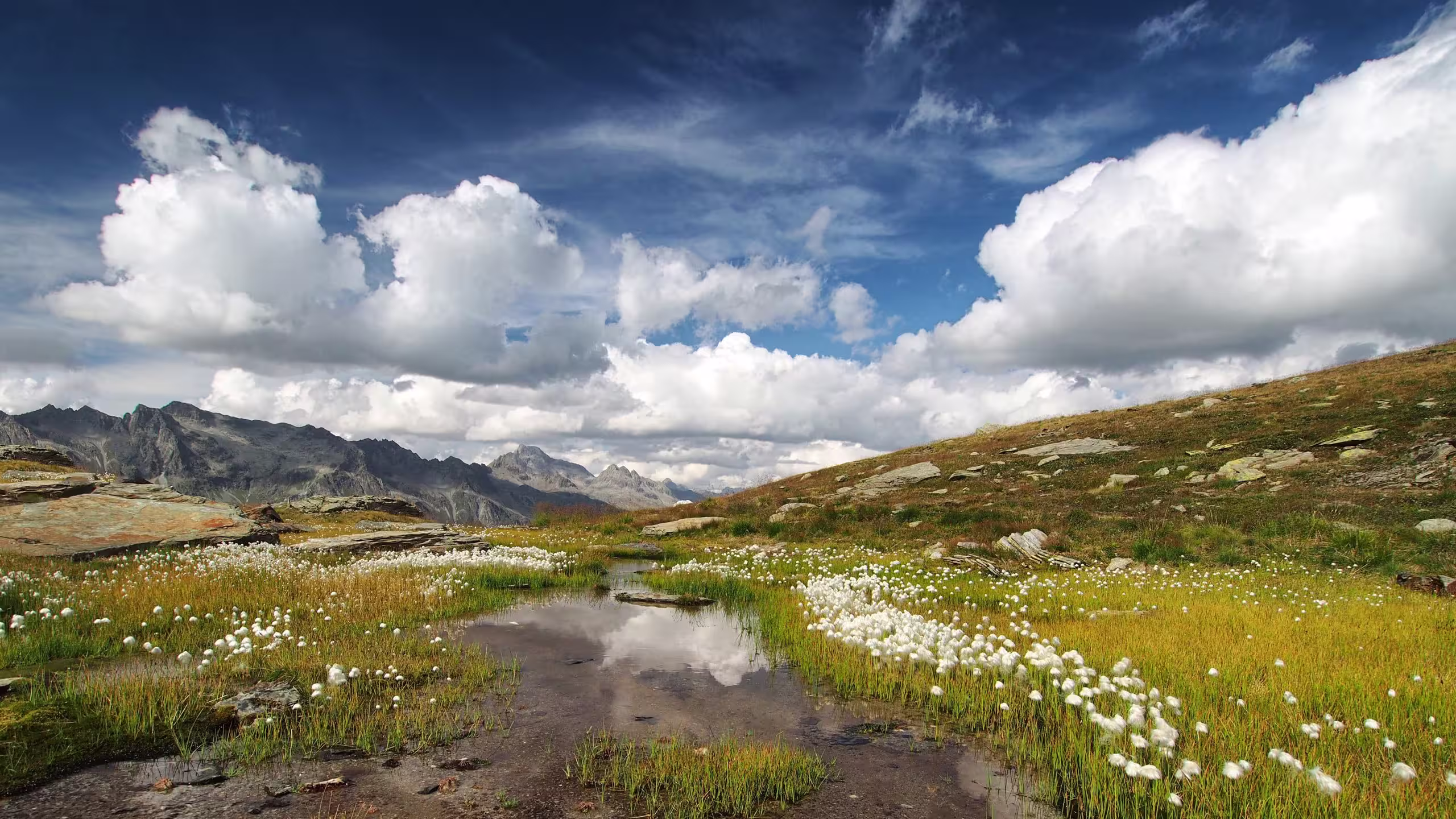 Laghetto di eriofori in Val Fedoz