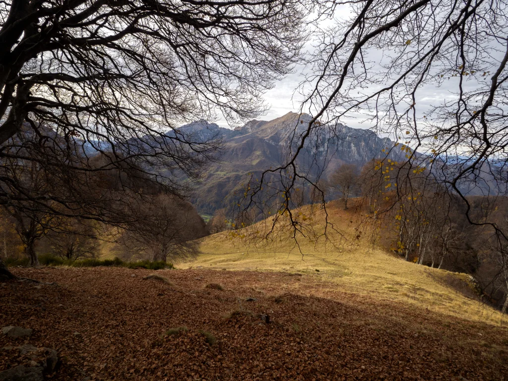 Le Grigne dai grandi faggi