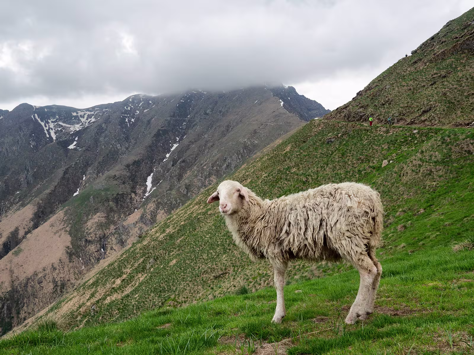 Una pecorella smarrita