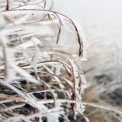 Rametti di ghiaccio