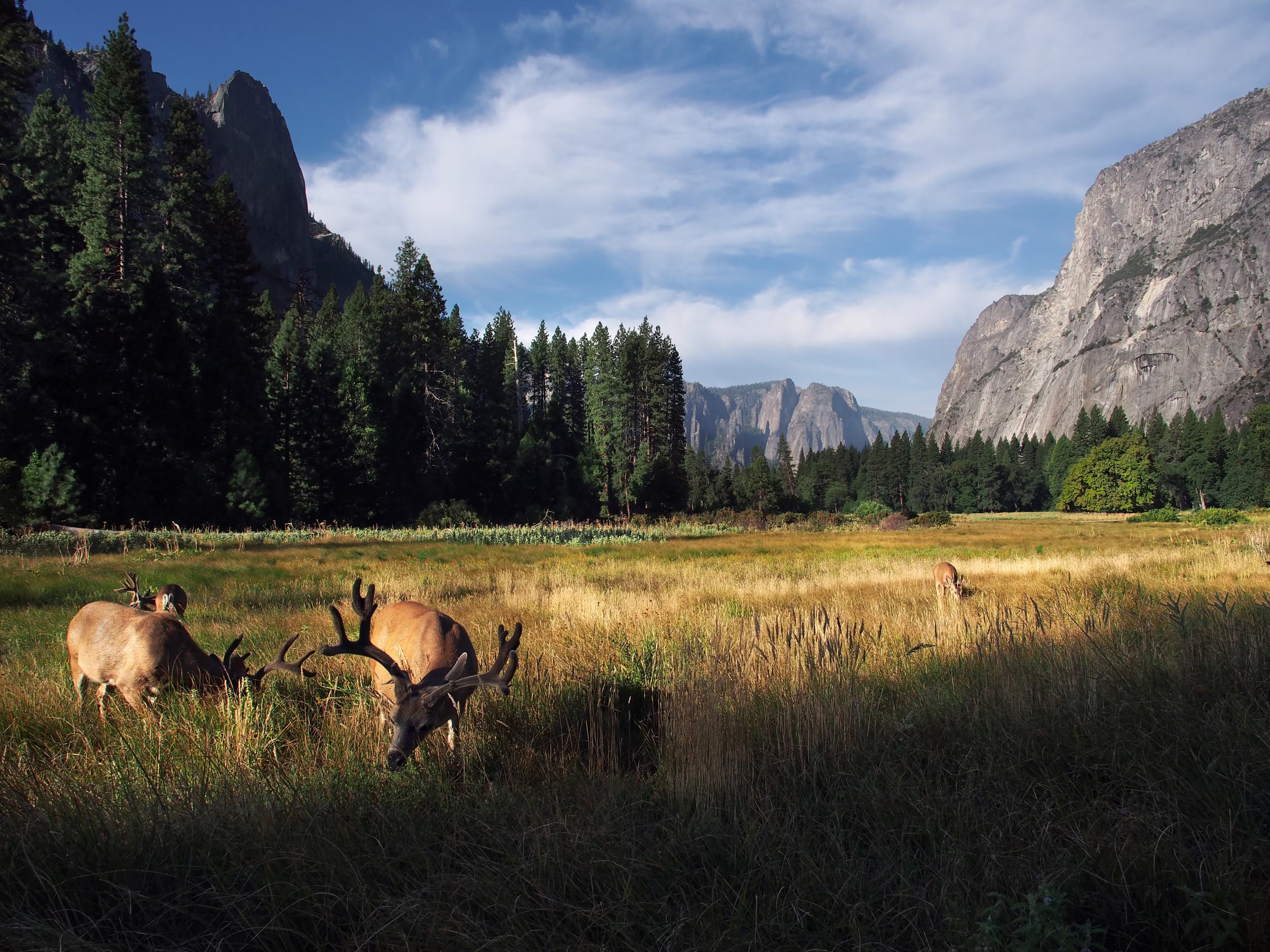 Yosemite al mattino