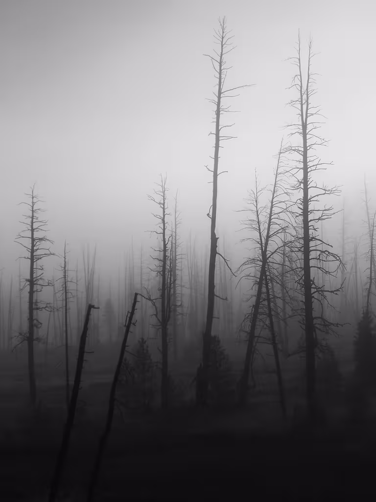 Alberi morti di Yellowstone