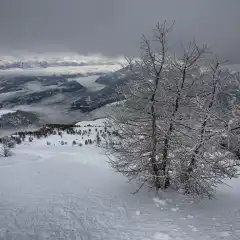 Albero di cresta