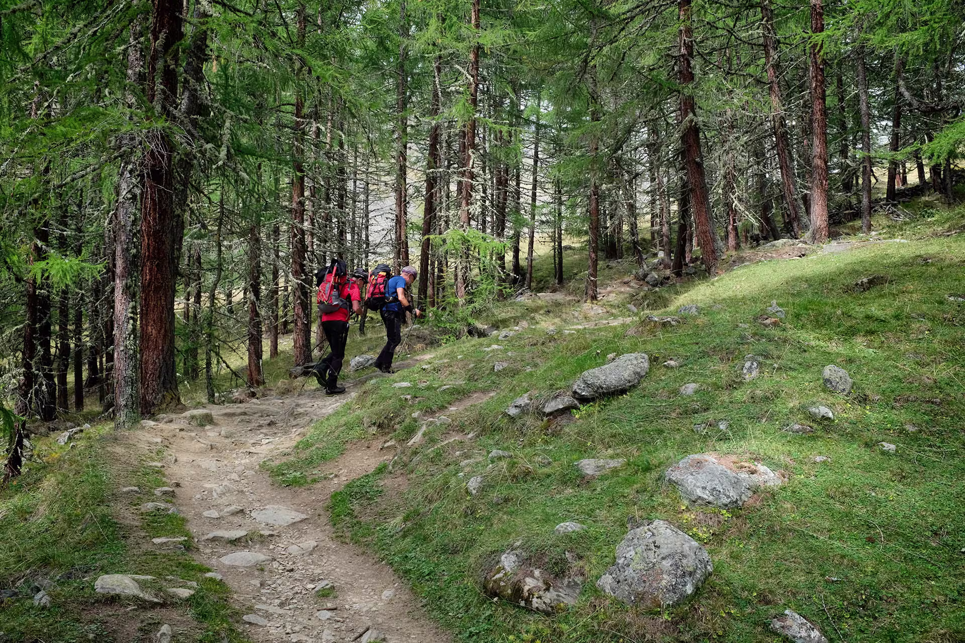 Bosco di larici dopo il Maso