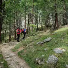 Bosco di larici dopo il Maso