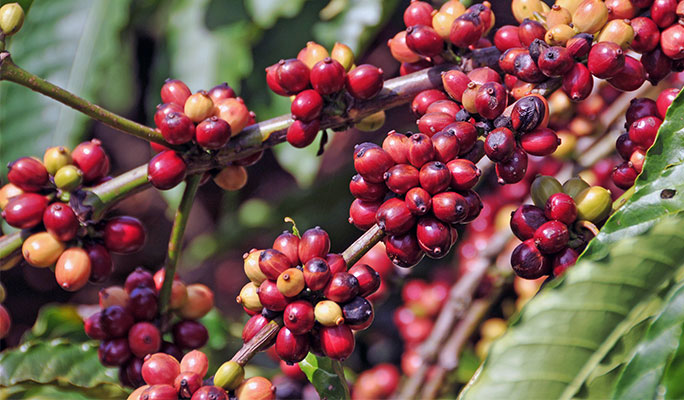 Coffee cherries on a coffee plant