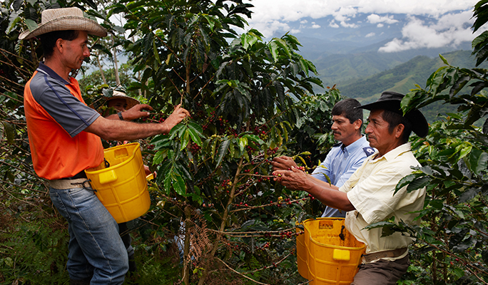 Coffee growing farmers harvesting coffee cherries
