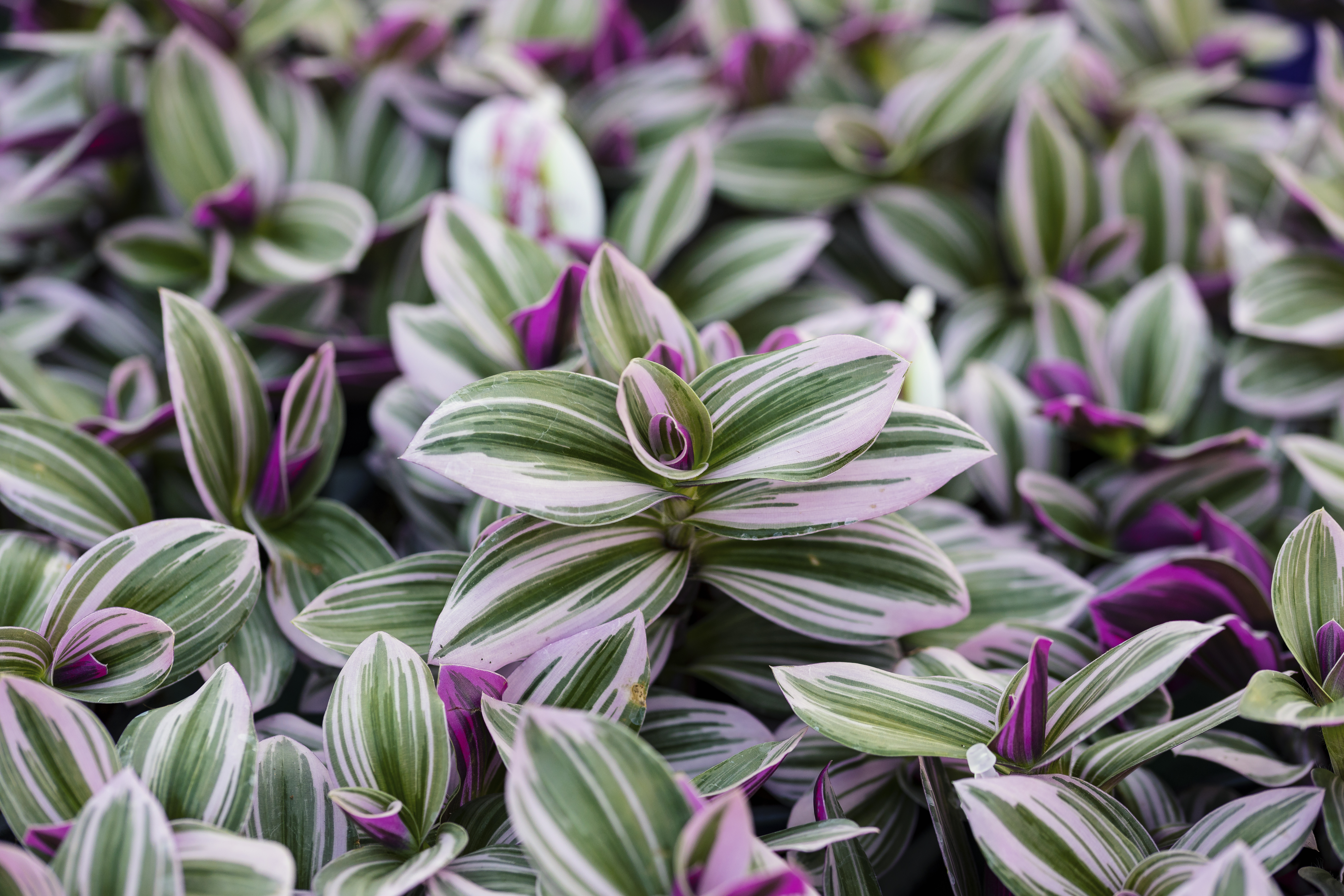 How to Repot Your Tradescantia