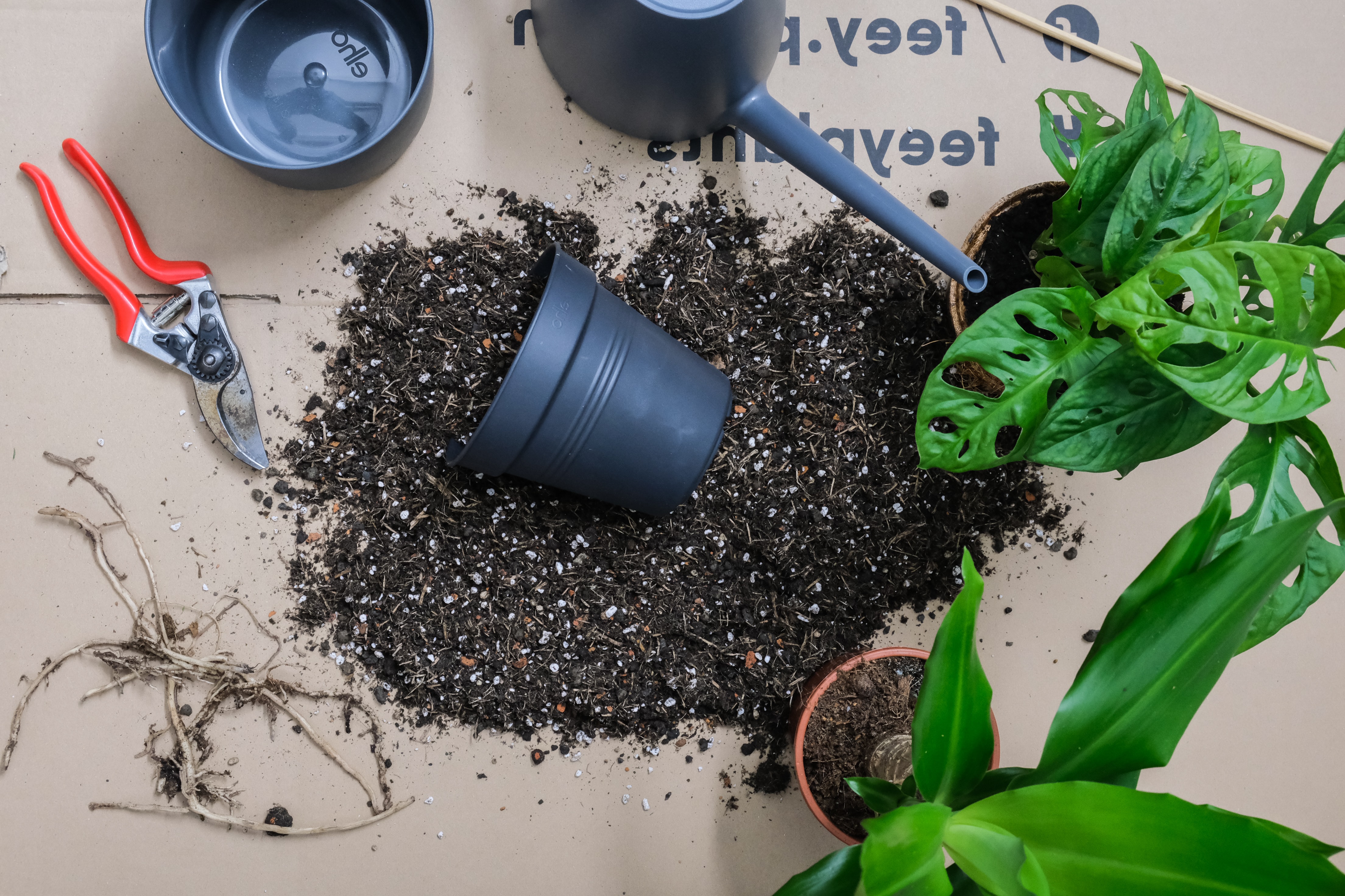 Hoe Moet Je Jouw Plant Verpotten