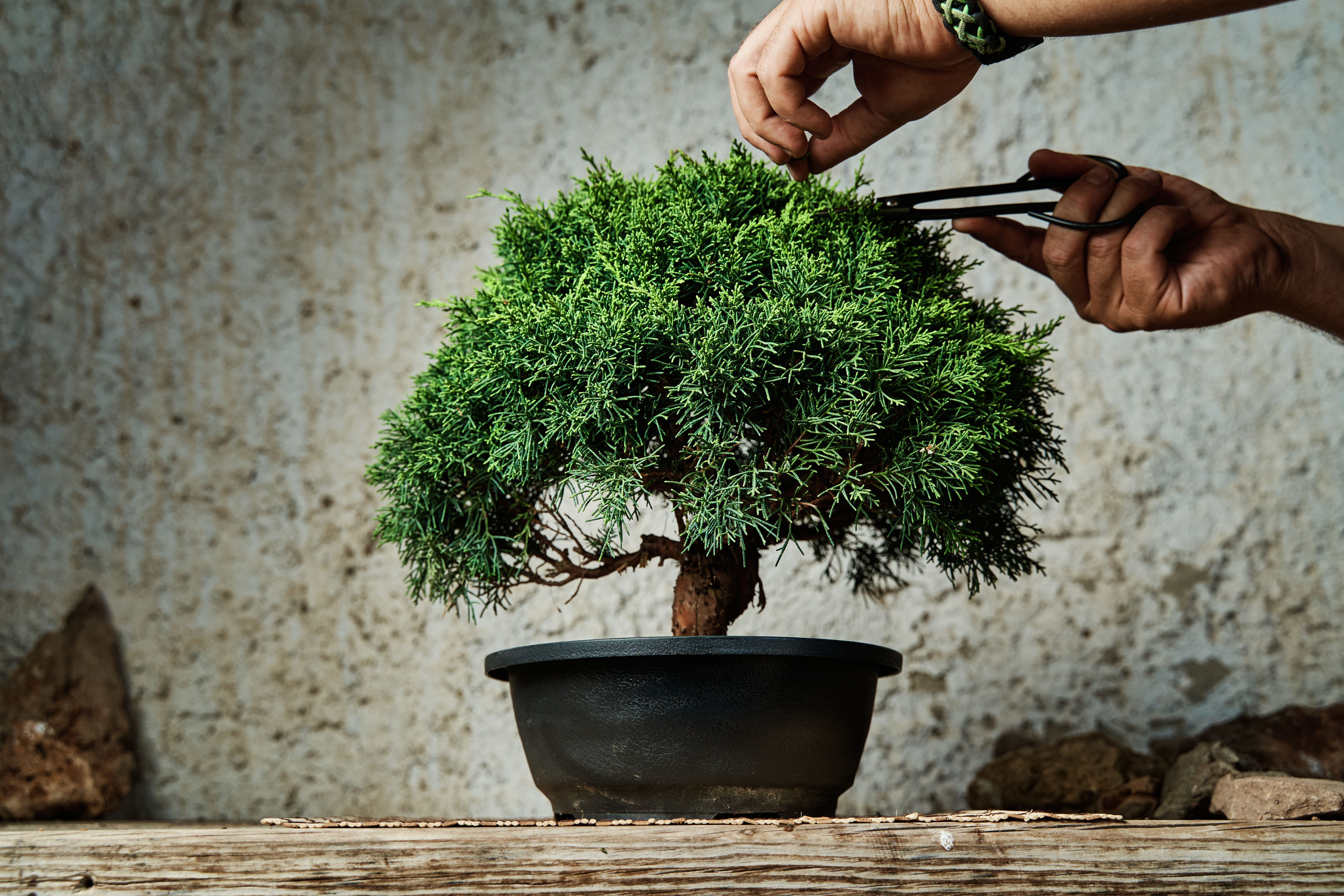 What to Know About Chopping the Trunk of Your Bonsai