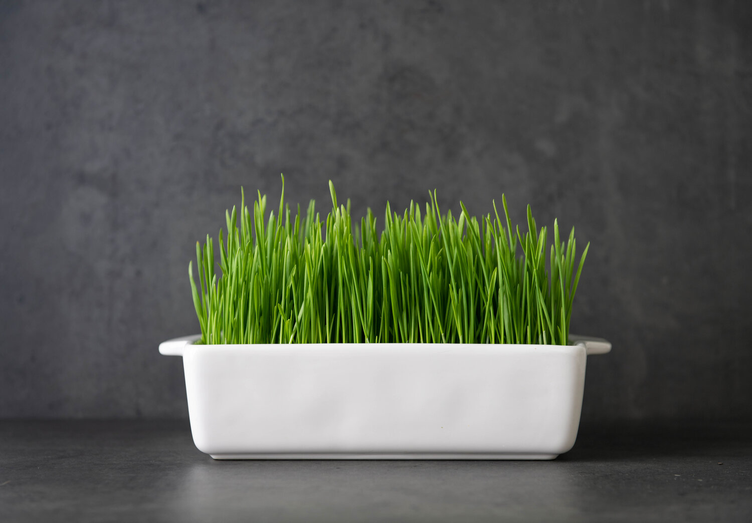 The Best Way to Water Your Grass Plants