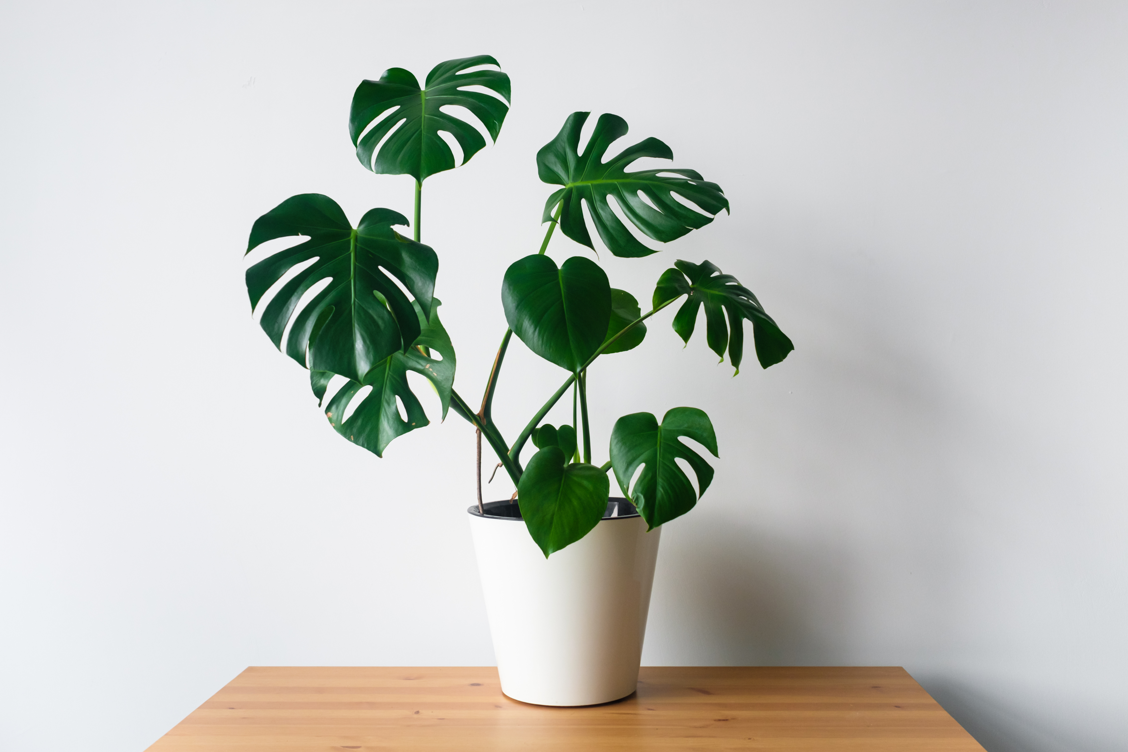 monstera deliciosa - plante dépoluante