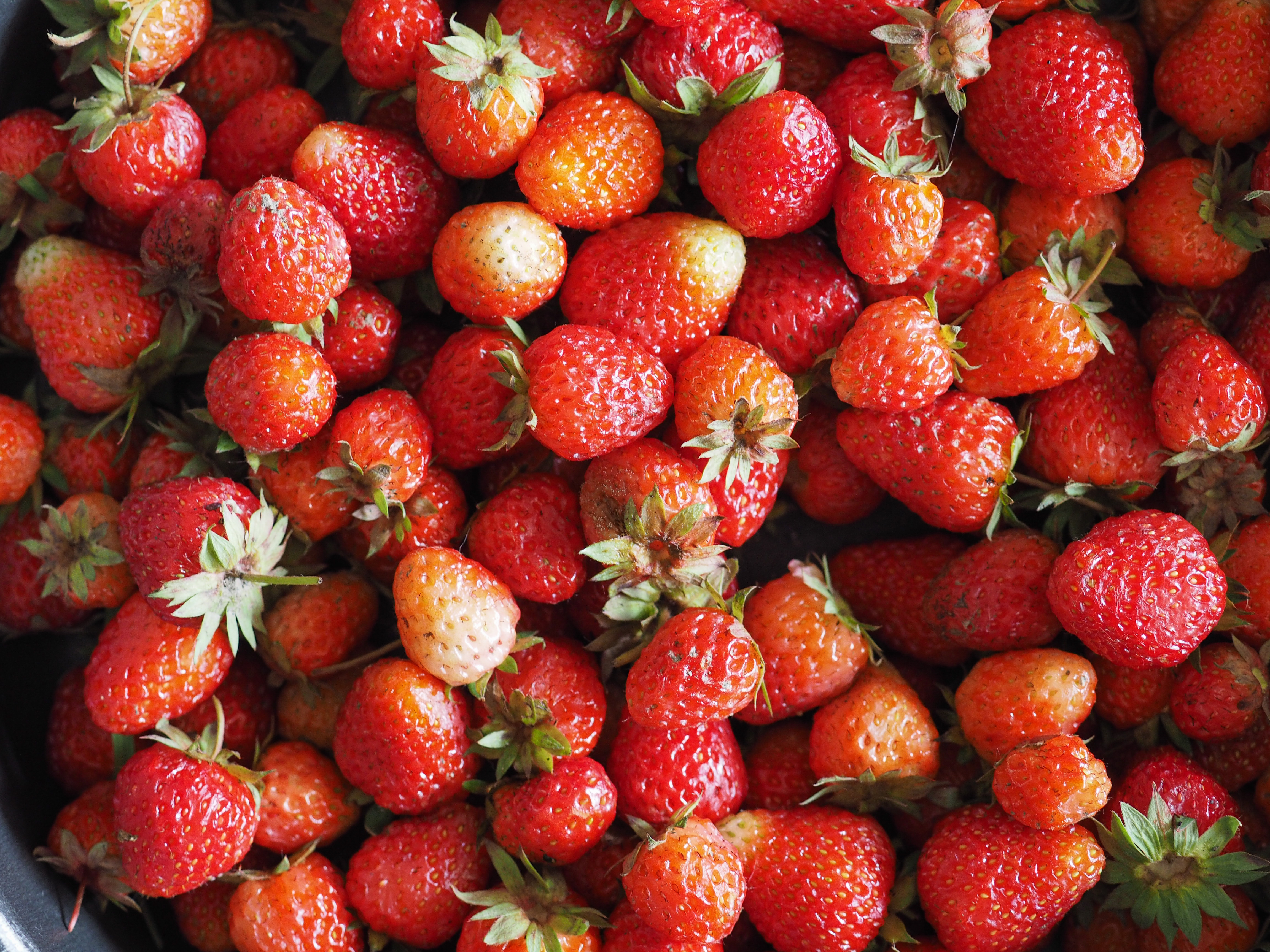 Fragaria x ananassa Strawberries