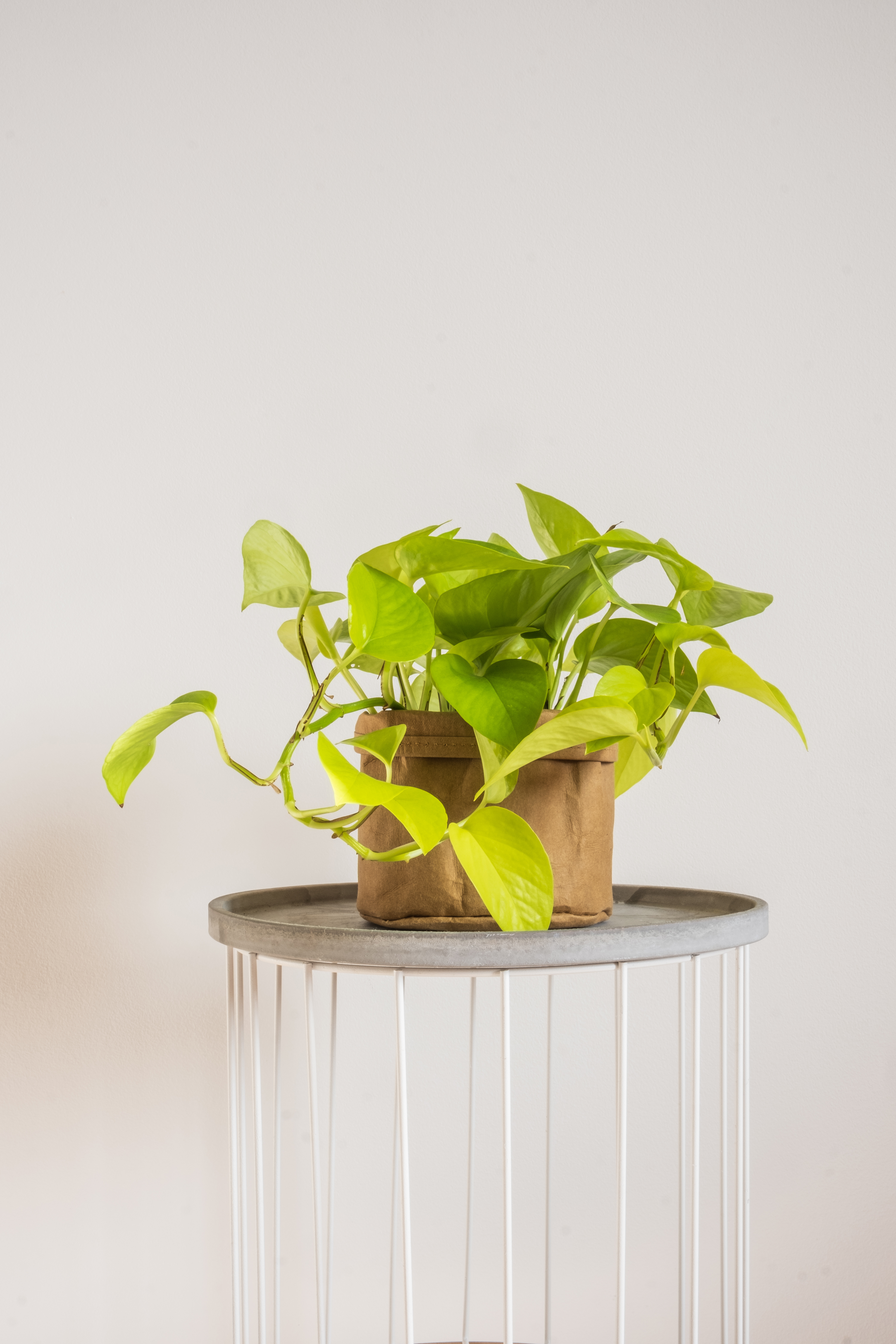 Neon Pothos