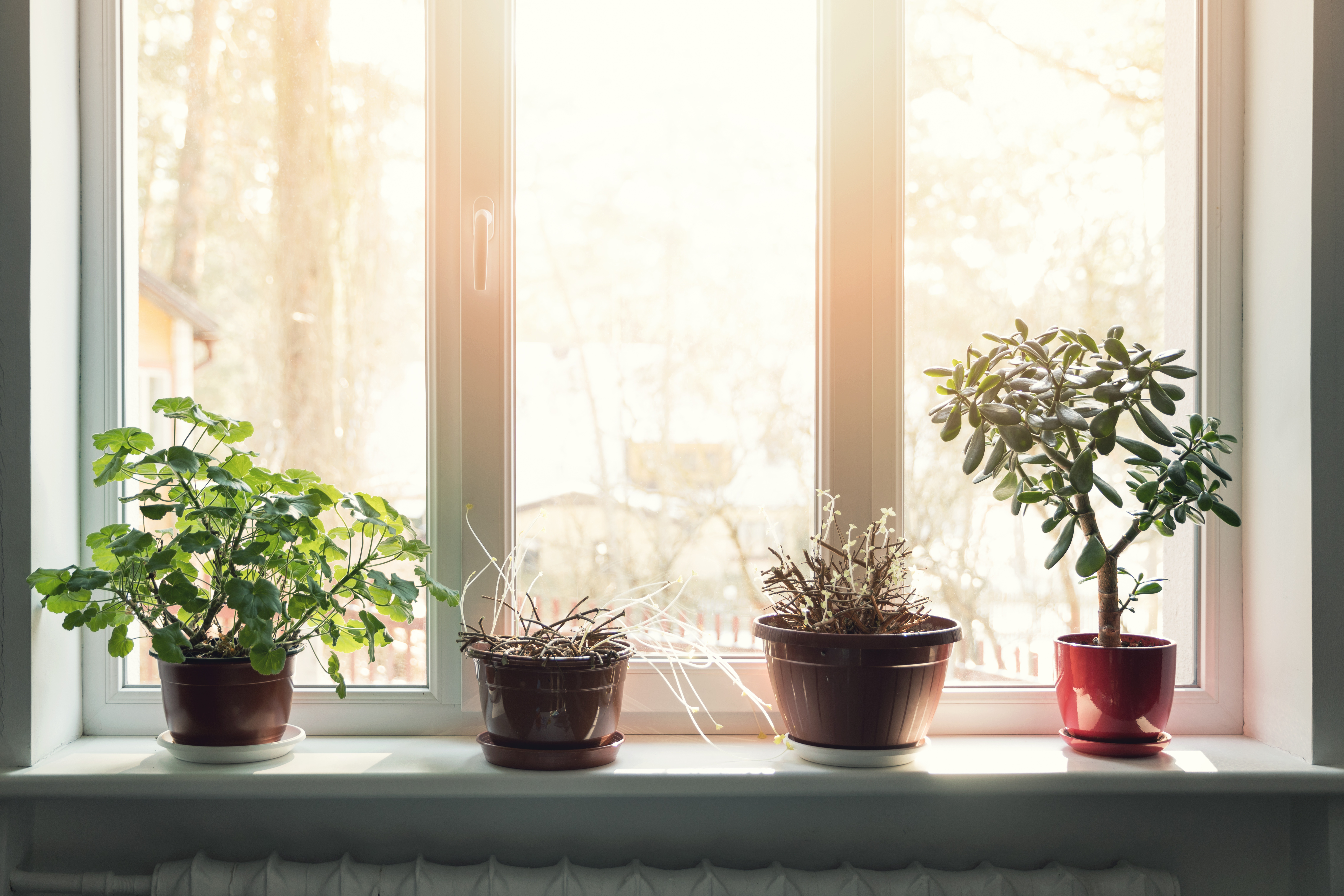 Plants for Full Sun Windows