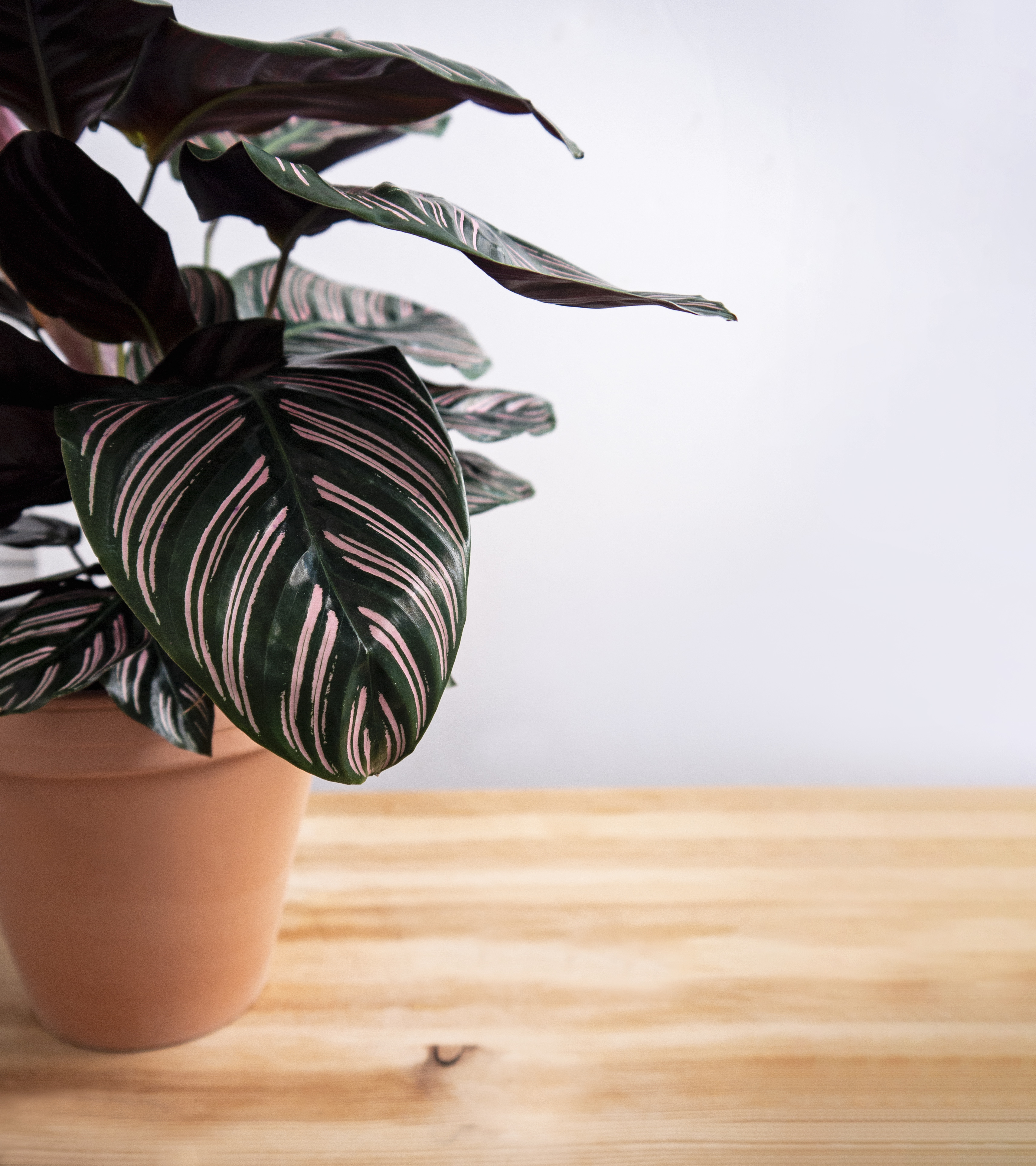 Striped Calathea 2 