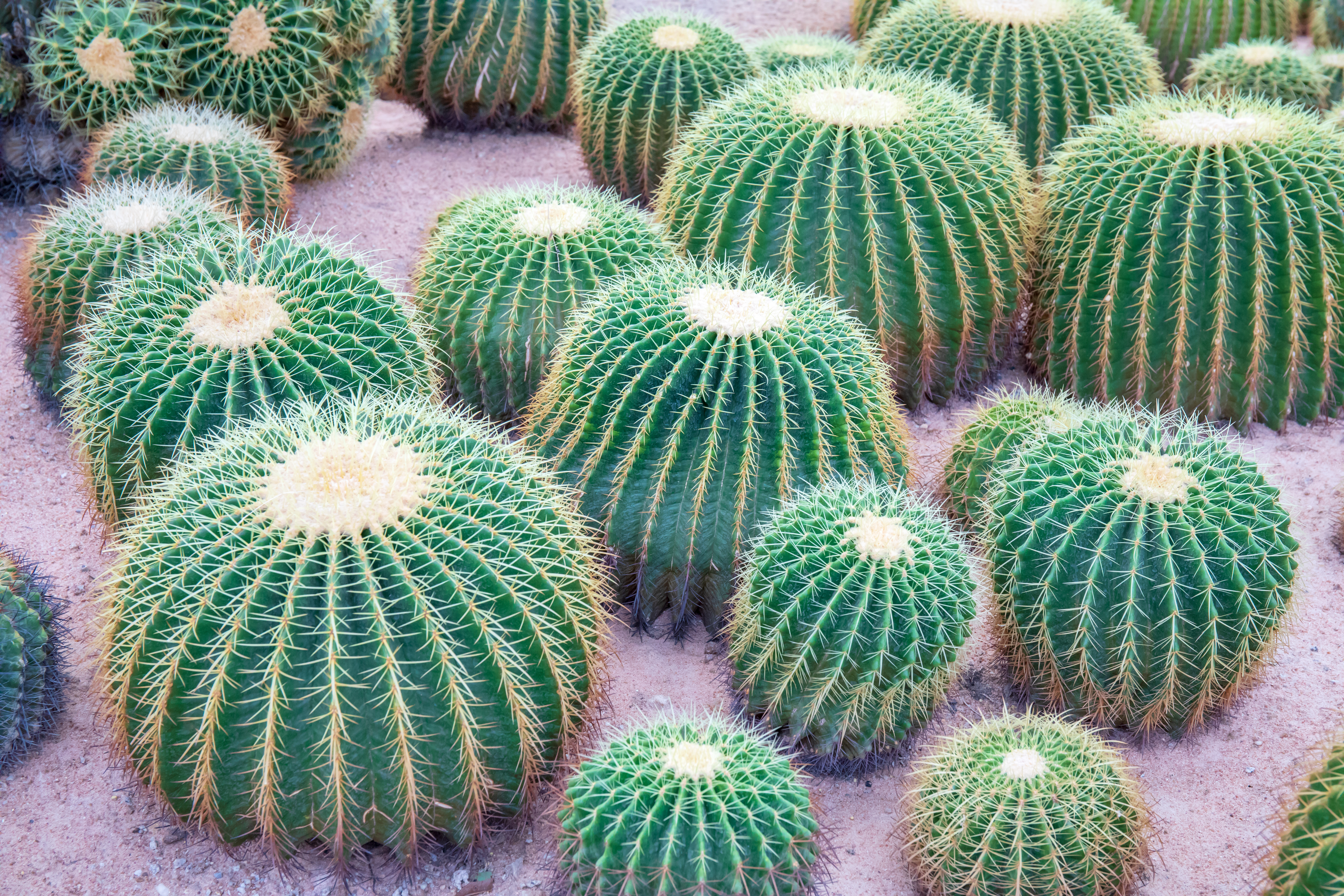 Golden Barrel Cactus