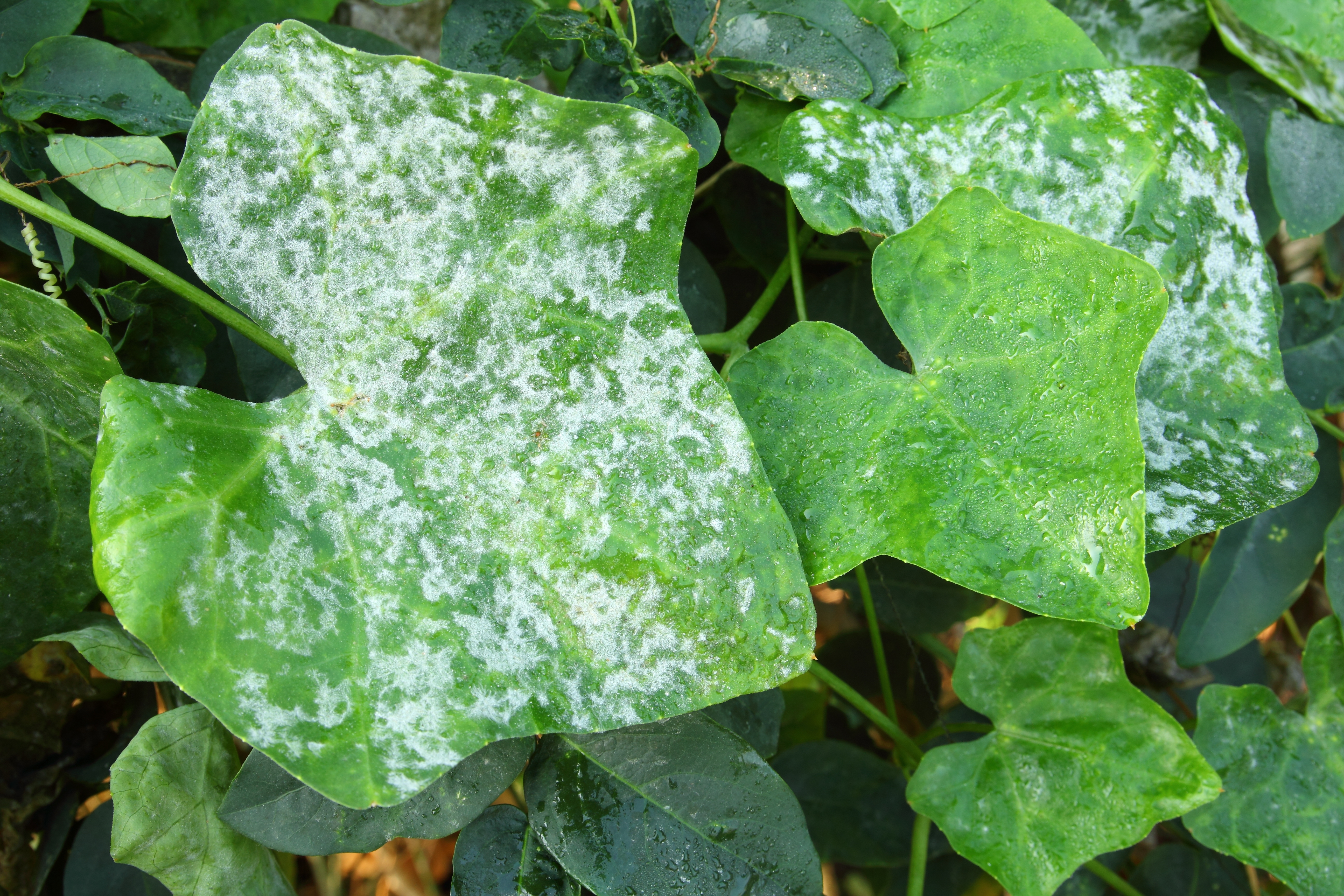 Powdery Mildew 2