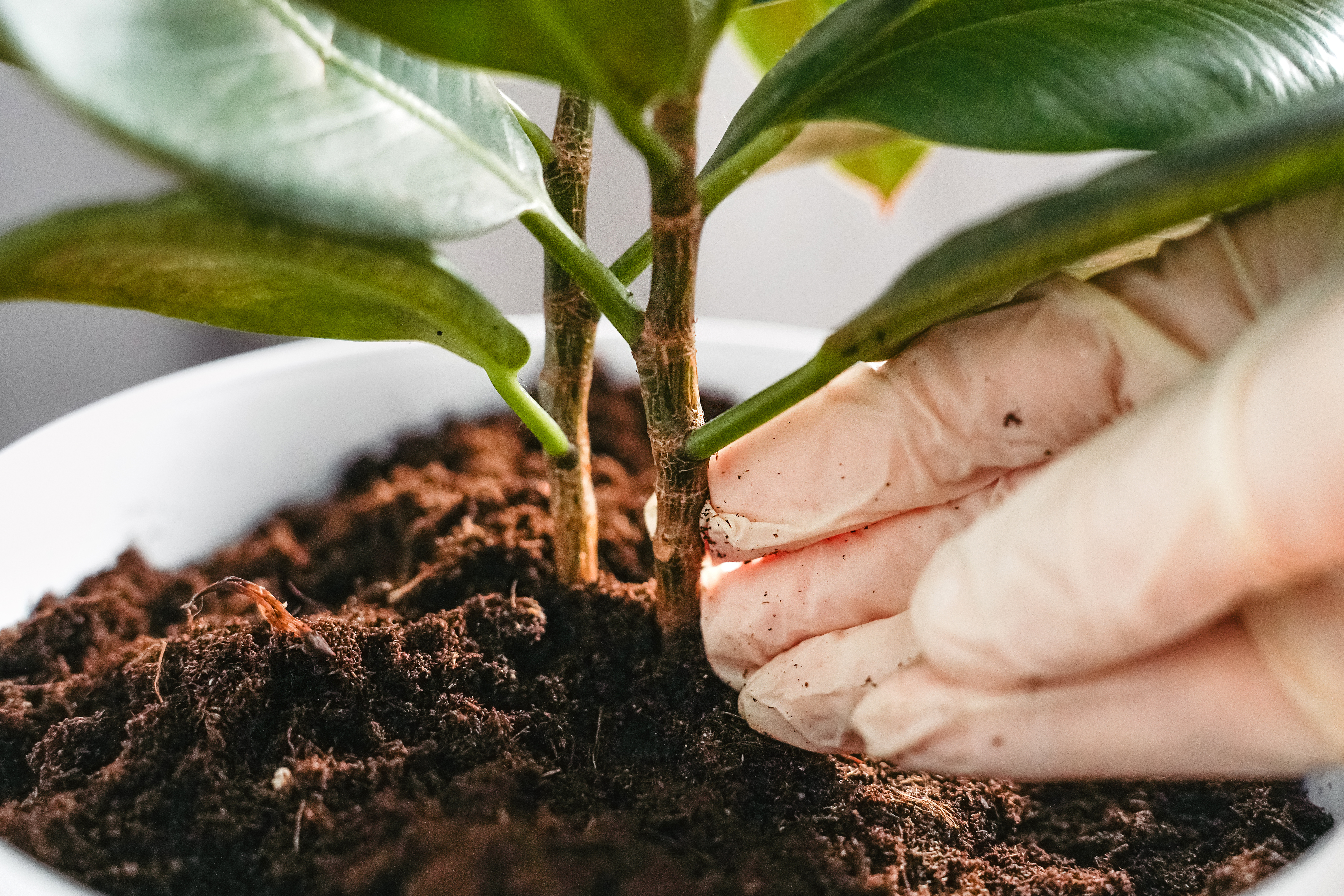 Smelly Soil