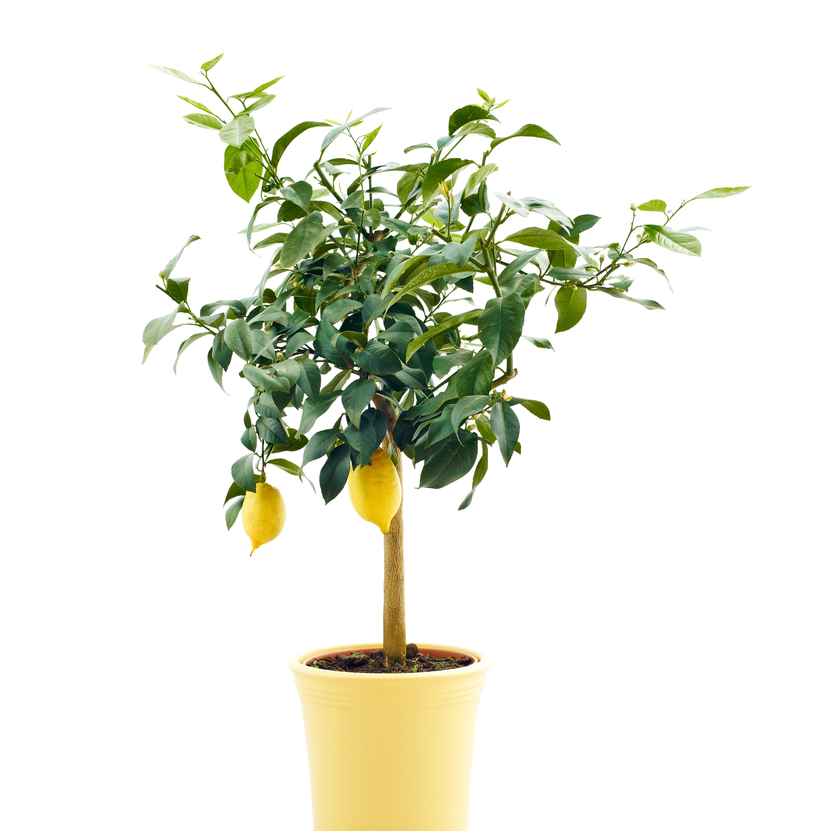 Lemon Tree 