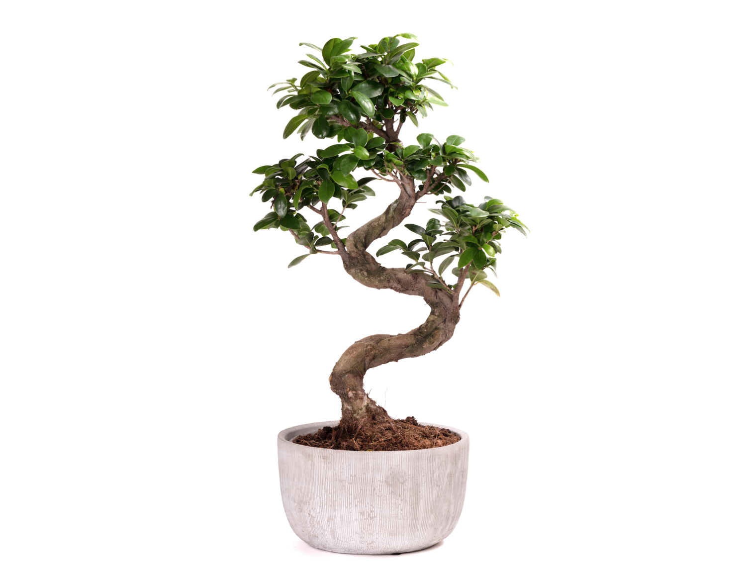 Ginseng ficus watering 2