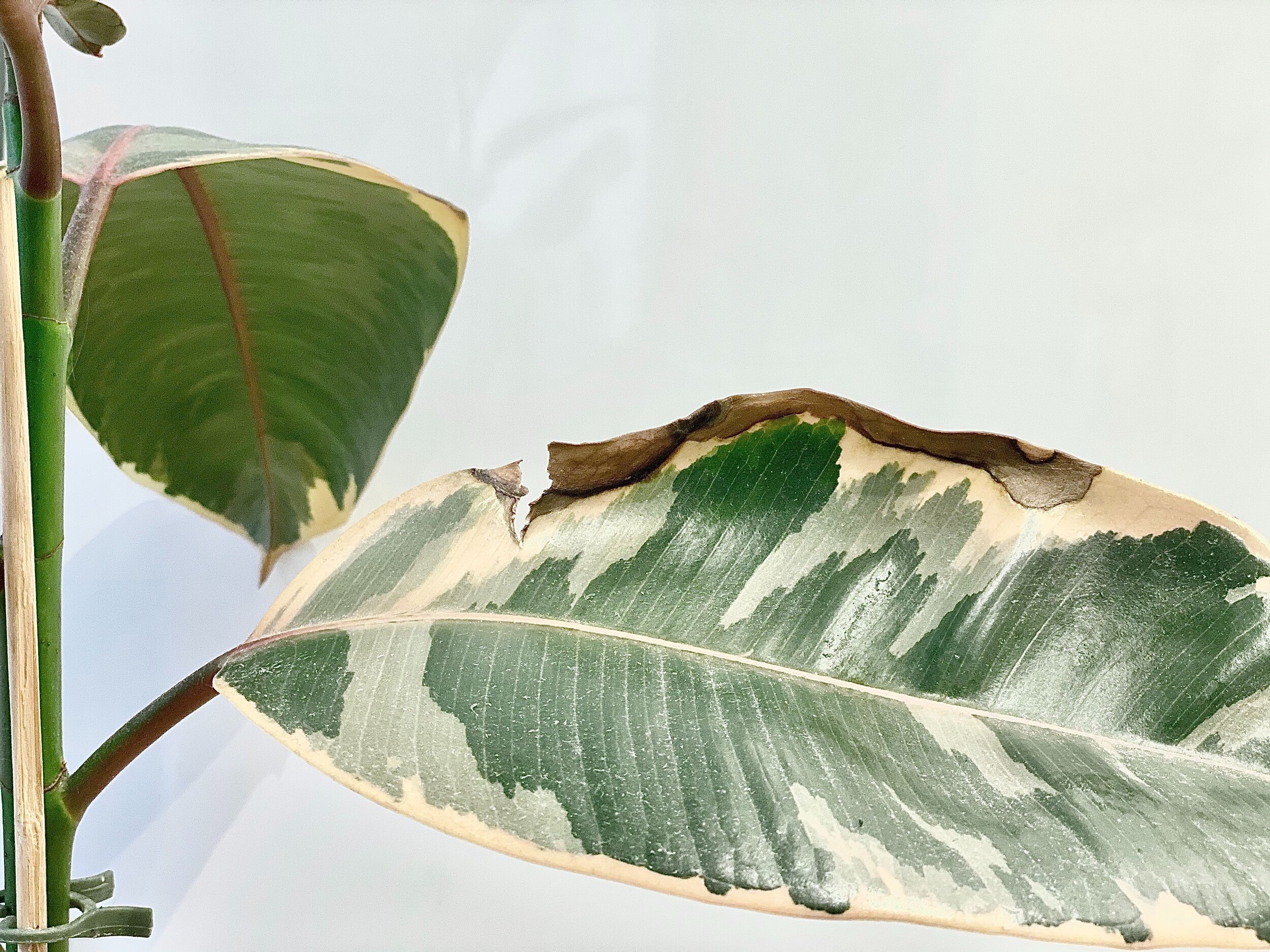 Variegated leaves damage