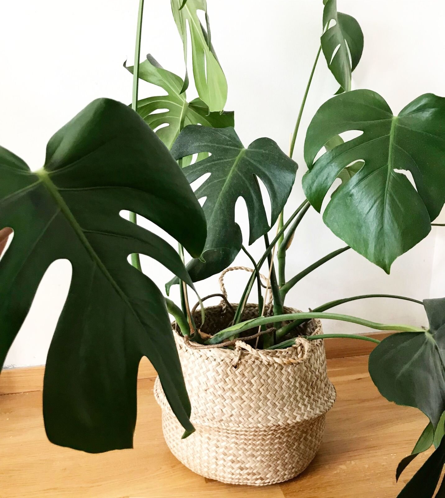 The best way to repot your Monstera