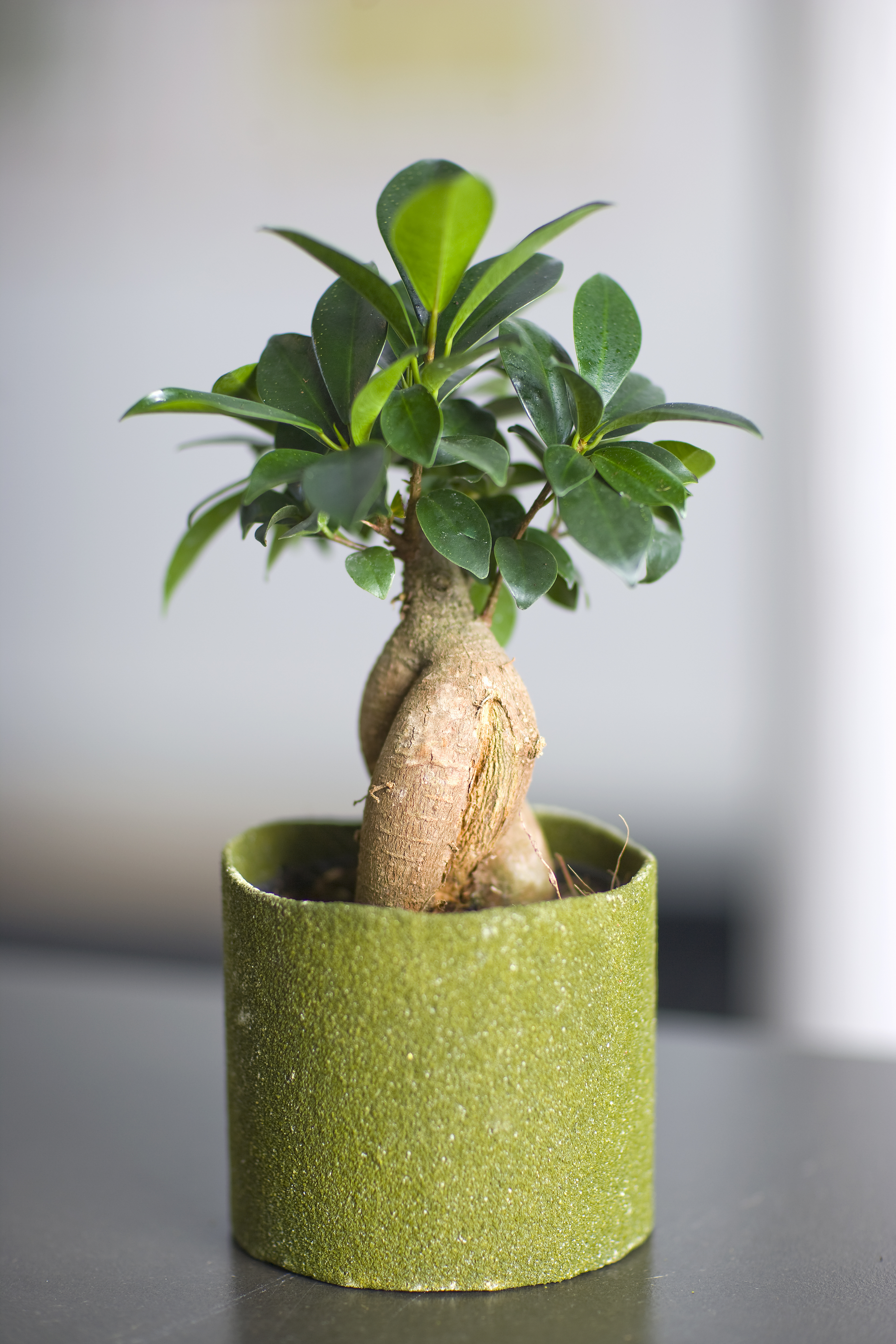 Ginseng Ficus 2 