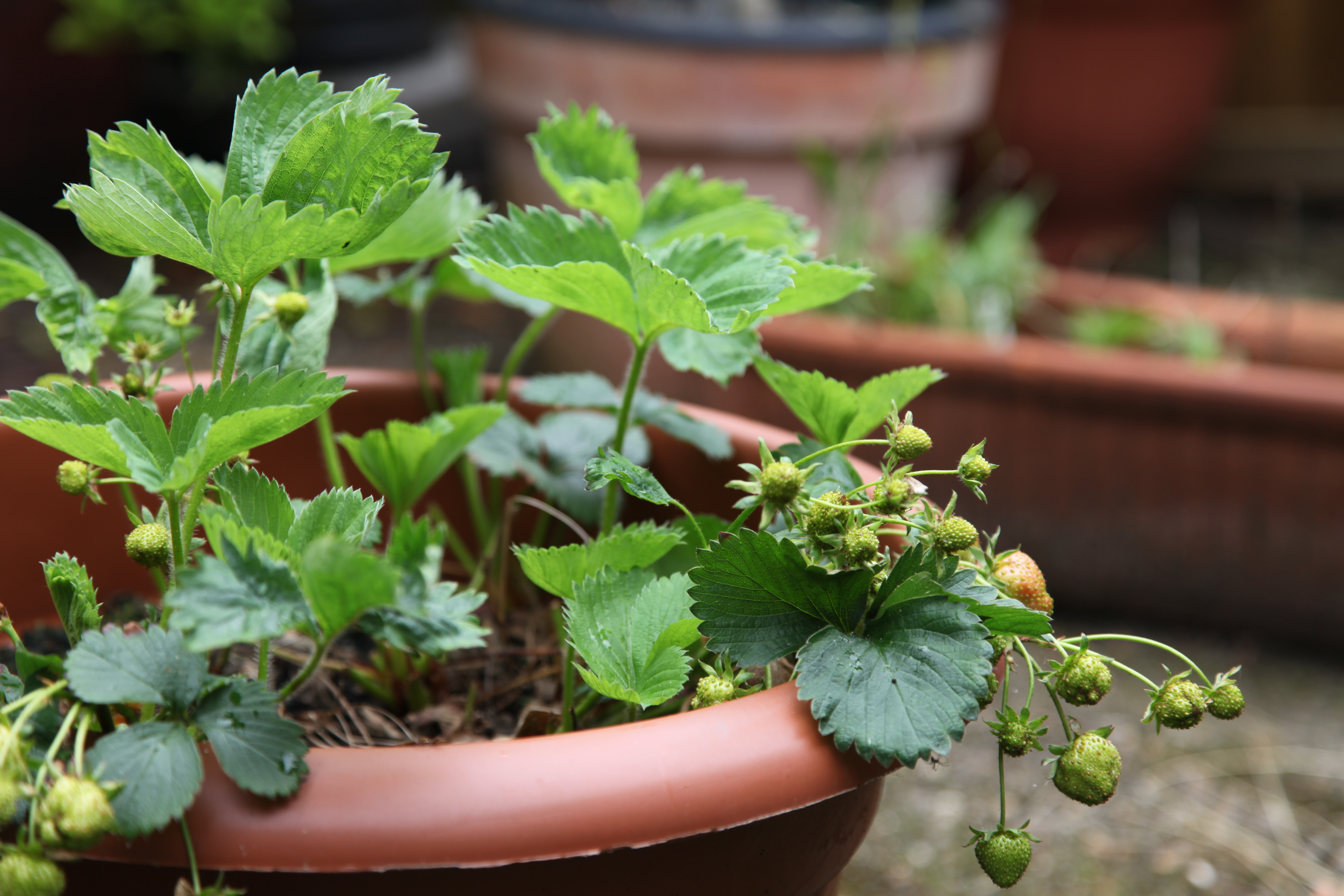 Grow berries and fruit in containers