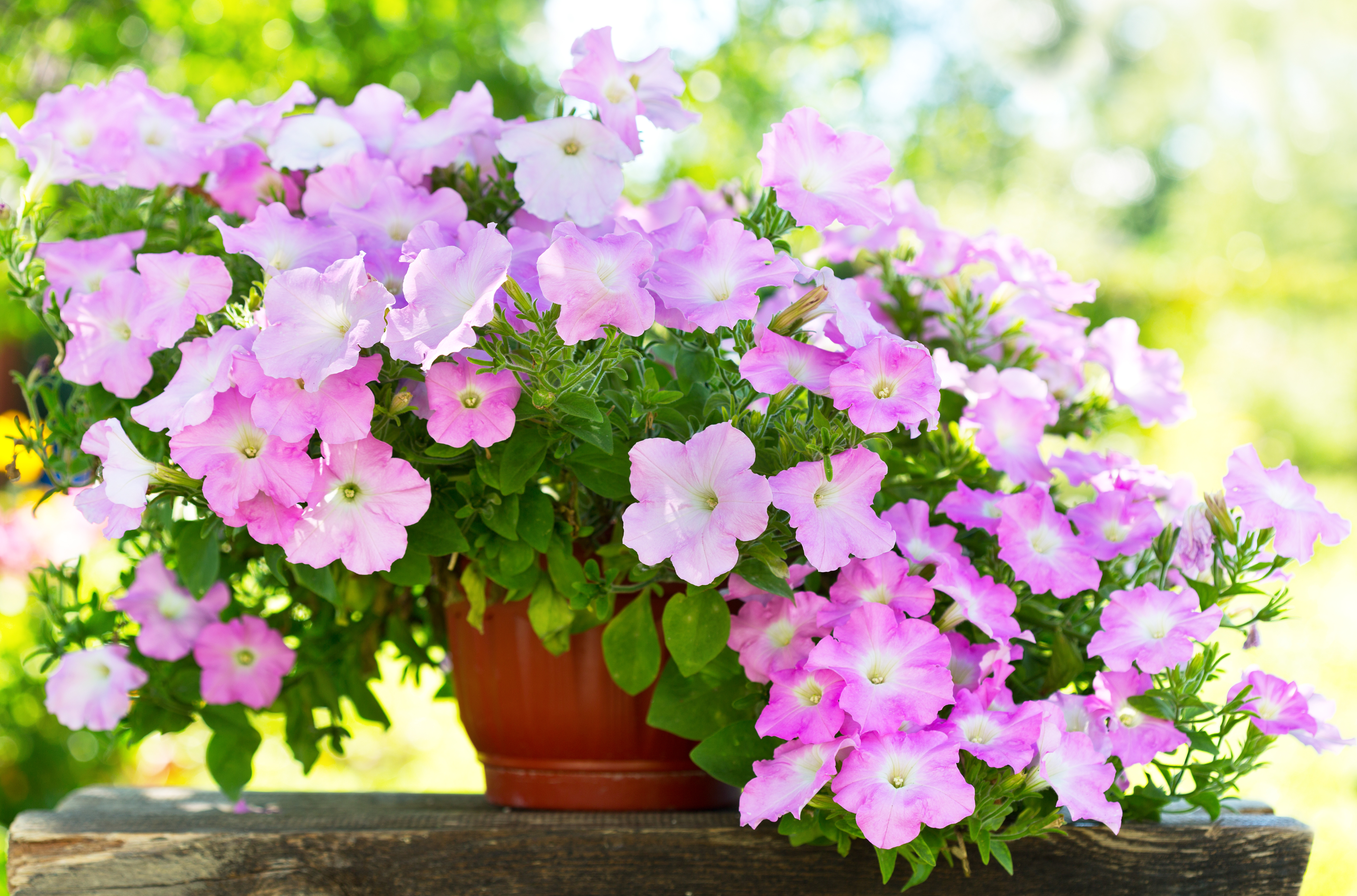 The Best Way to Water Your Petunia