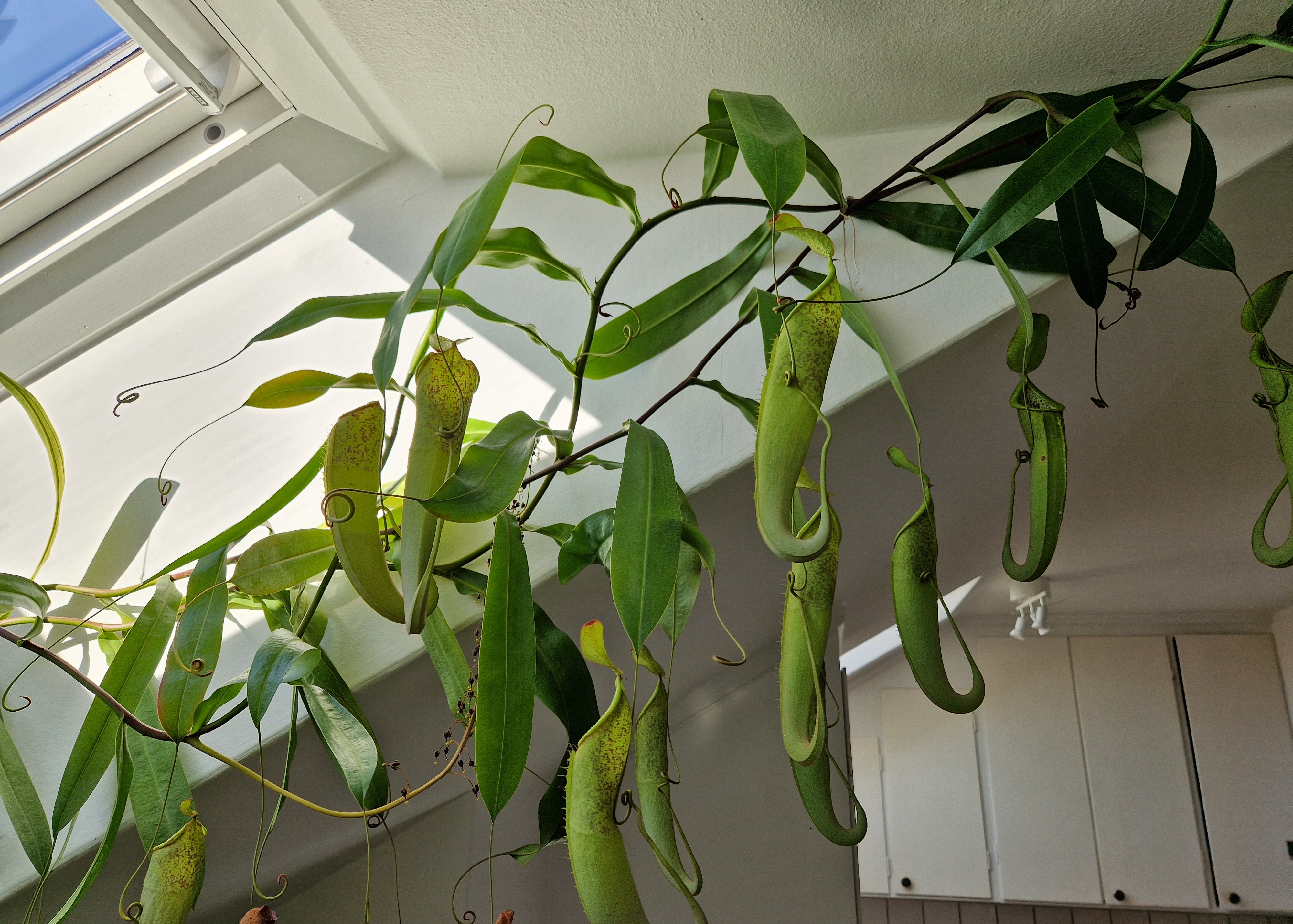 Tropical Pitcher Plants