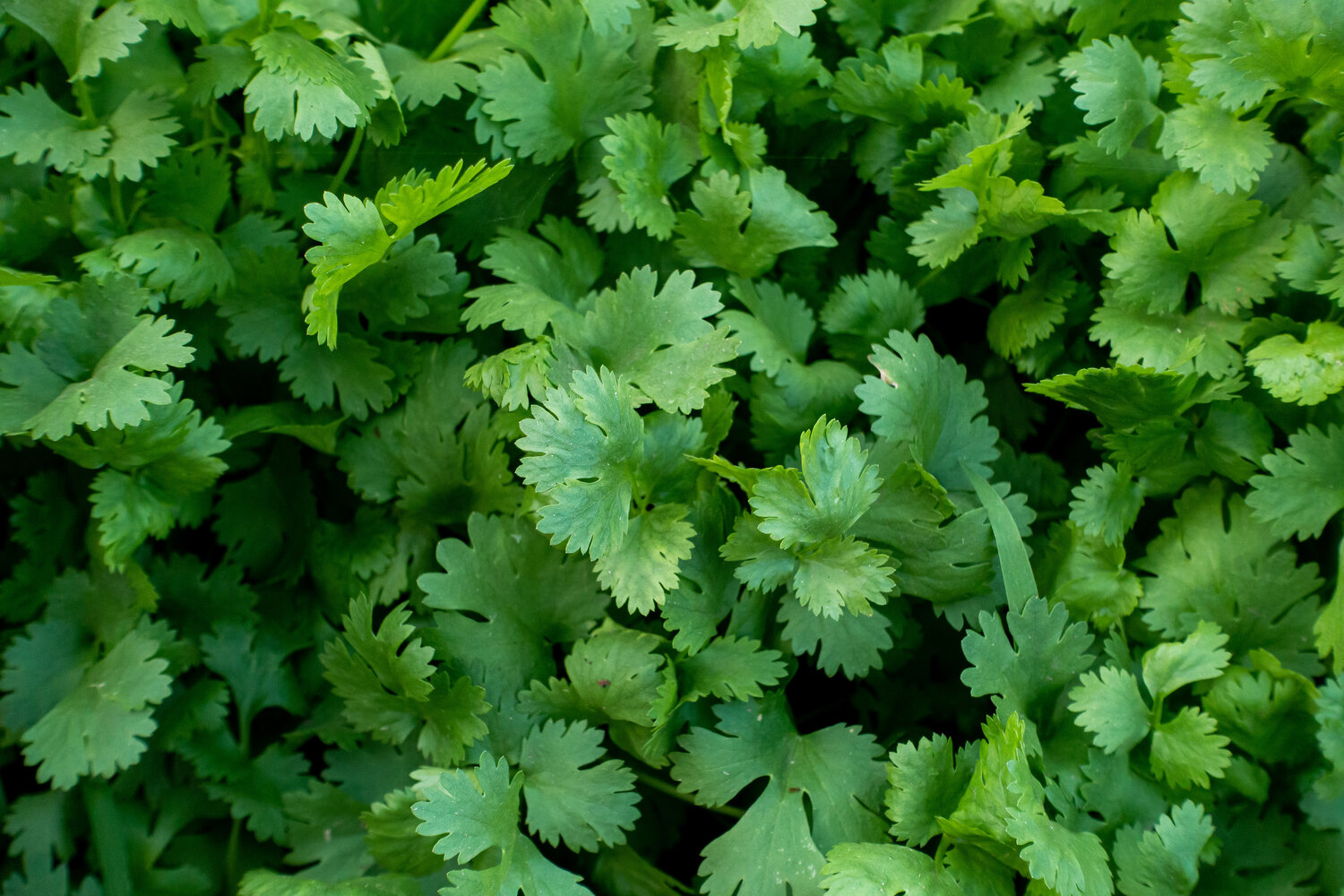 The Best Way to Water Your Coriander