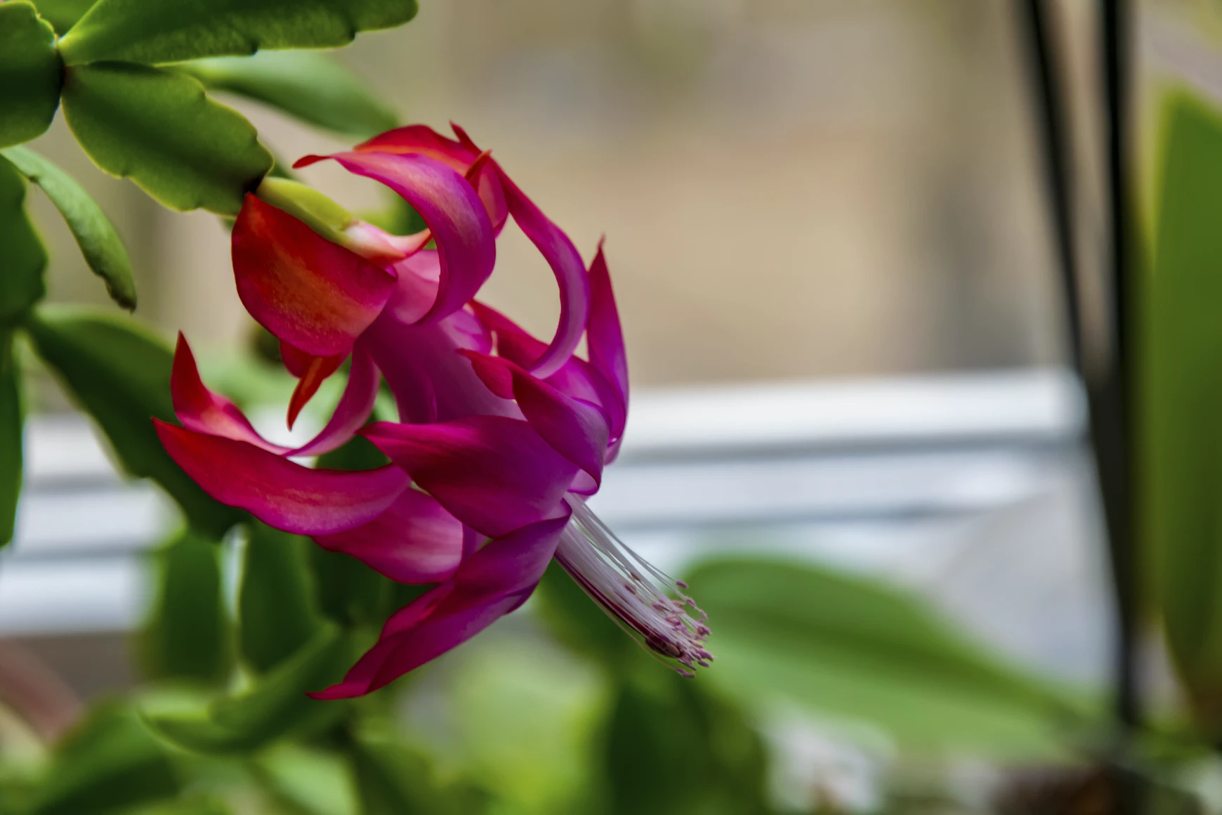 Schlumbergera x buckleyi