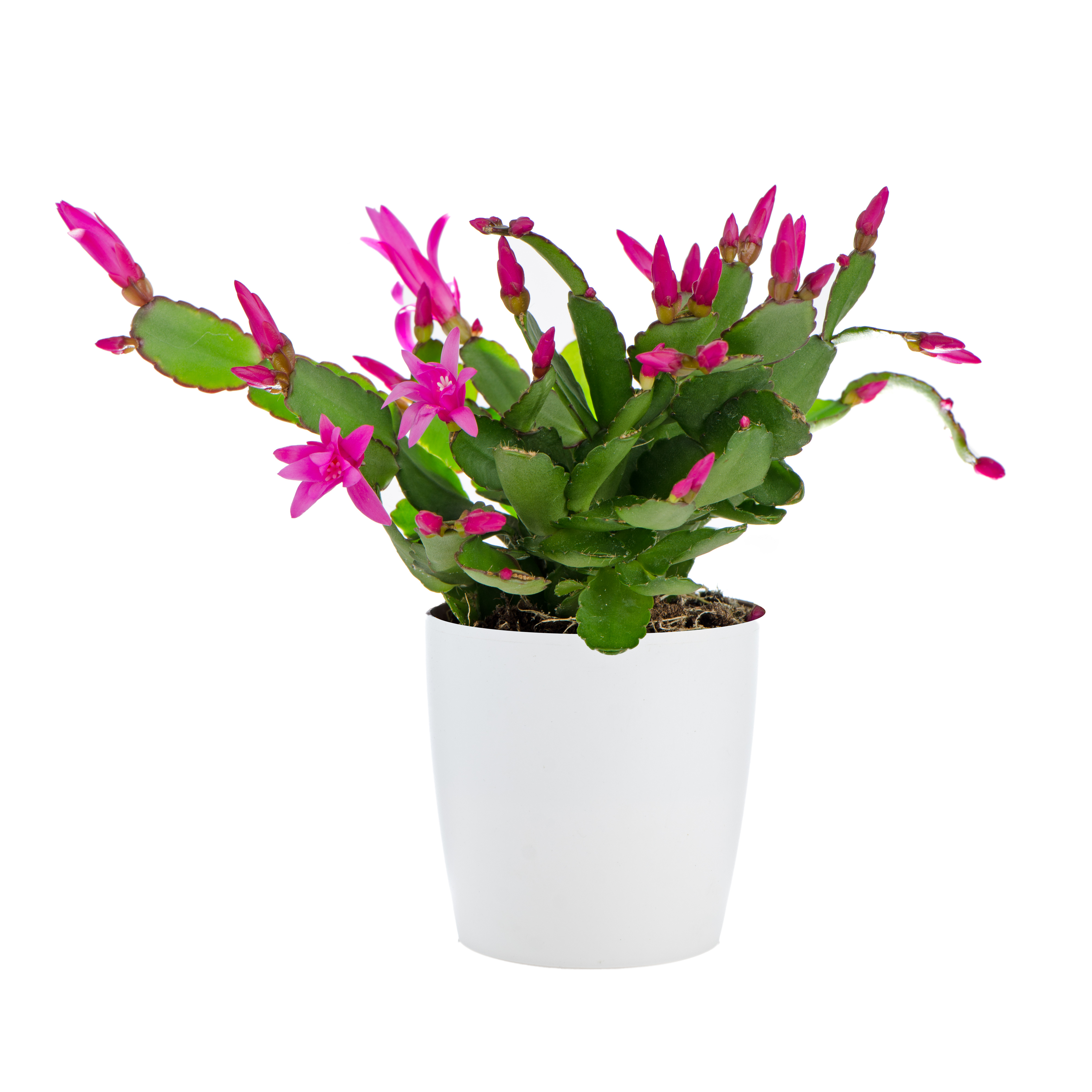 Easter cactus