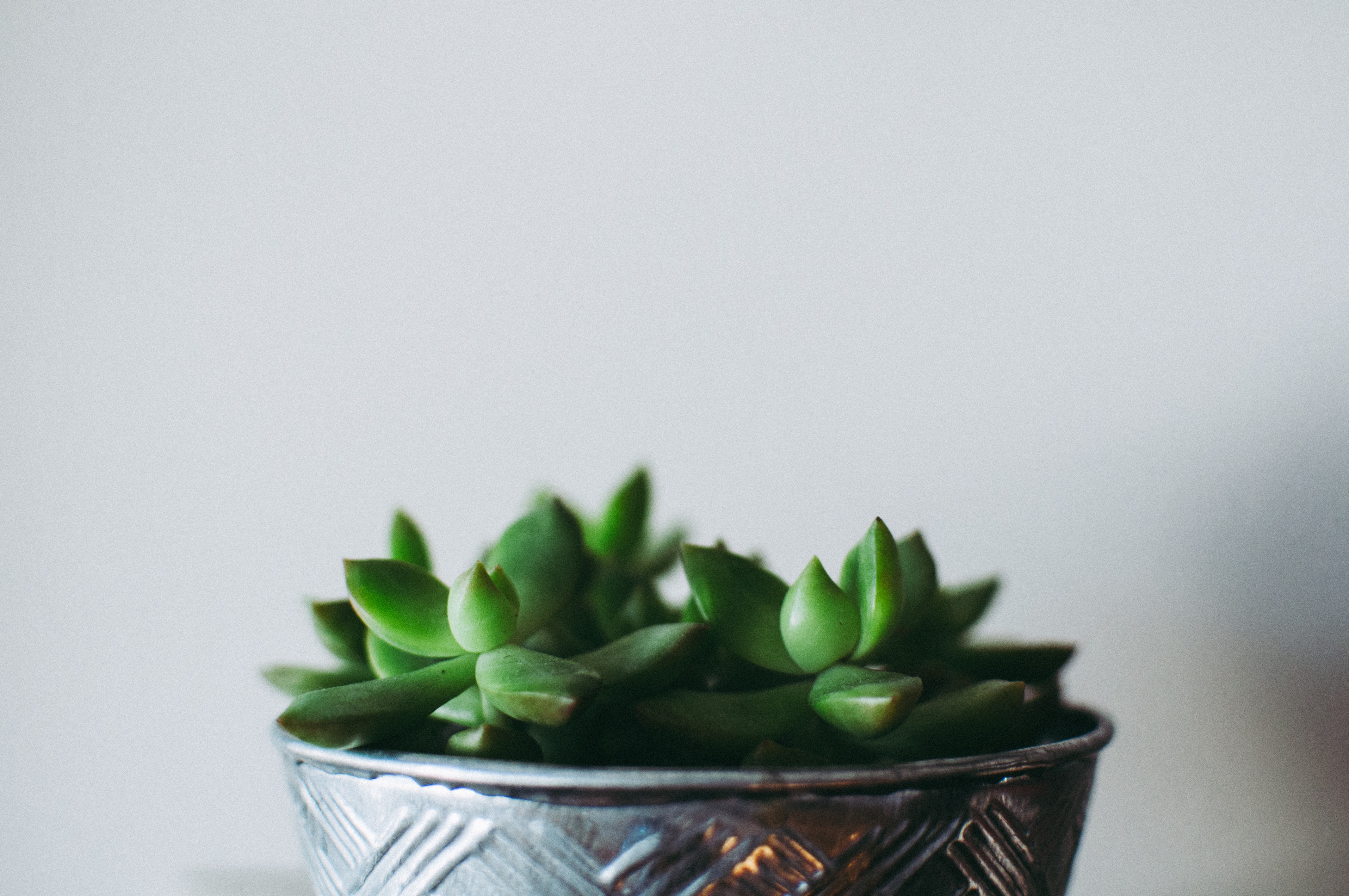 metal pot succulent