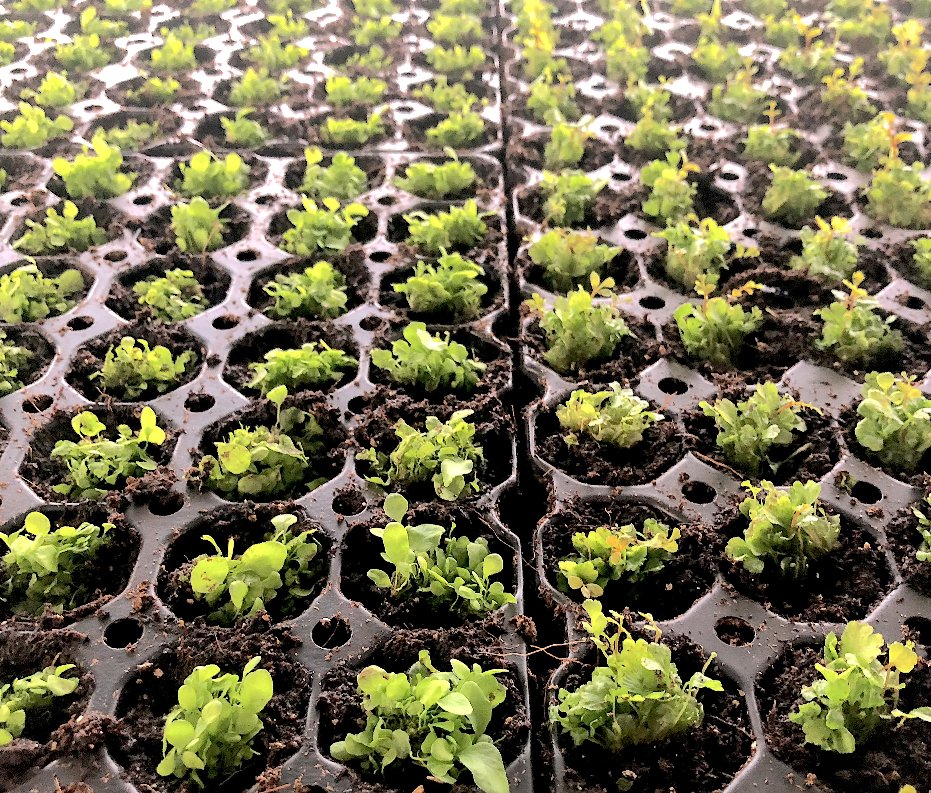 fern grow nursery baby germination