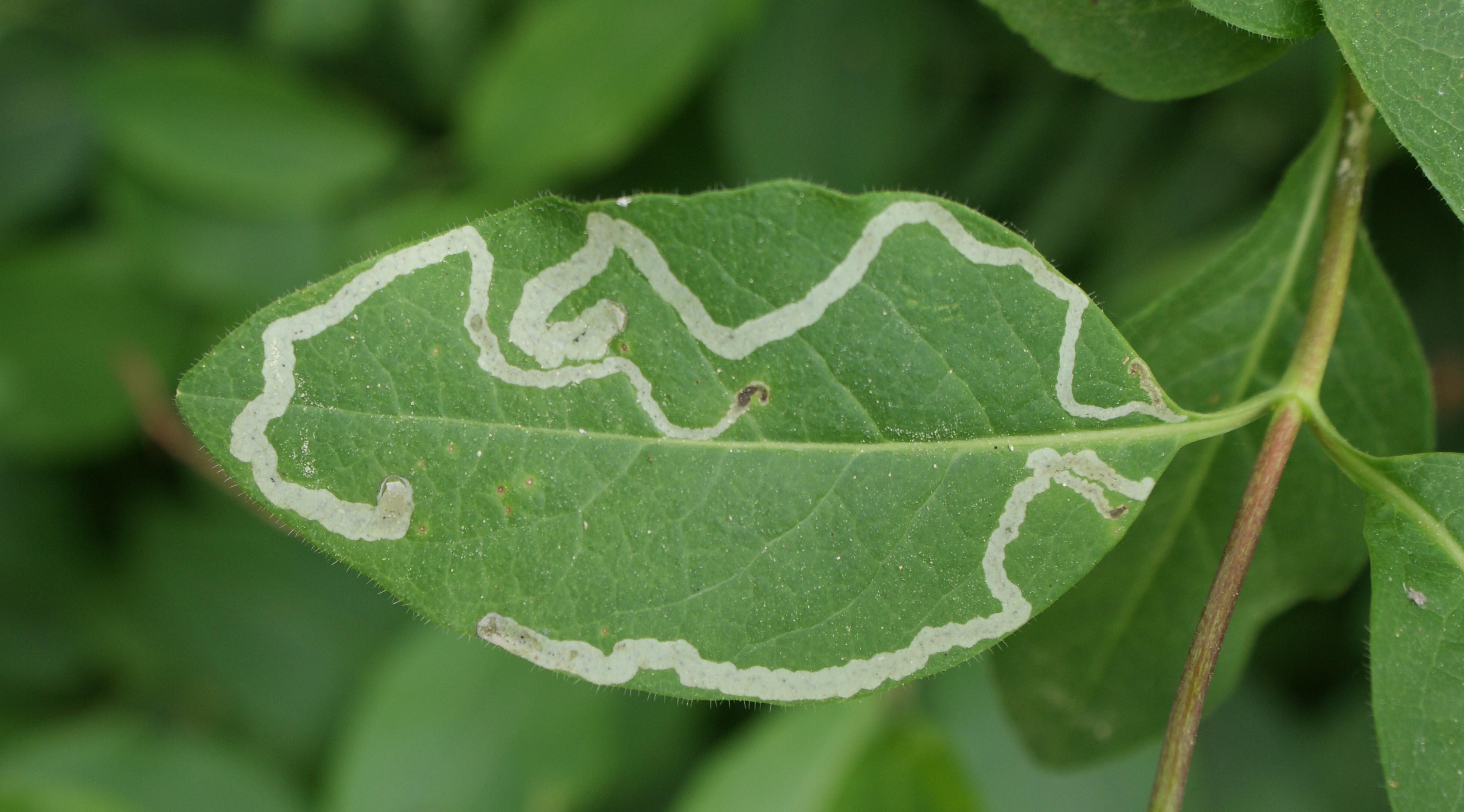 leaf miner larvae 