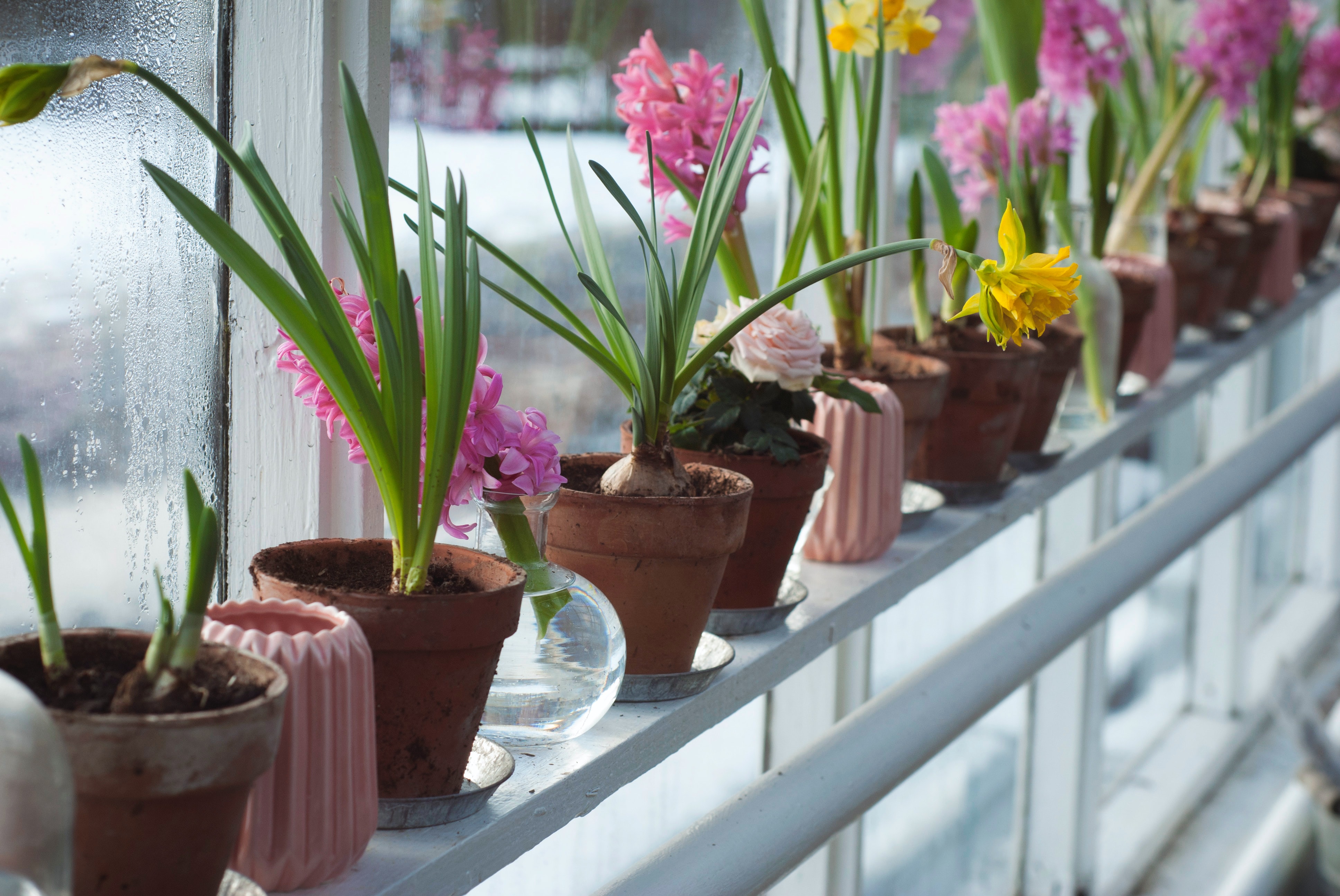 window bulbs, narcissus, hyacinth