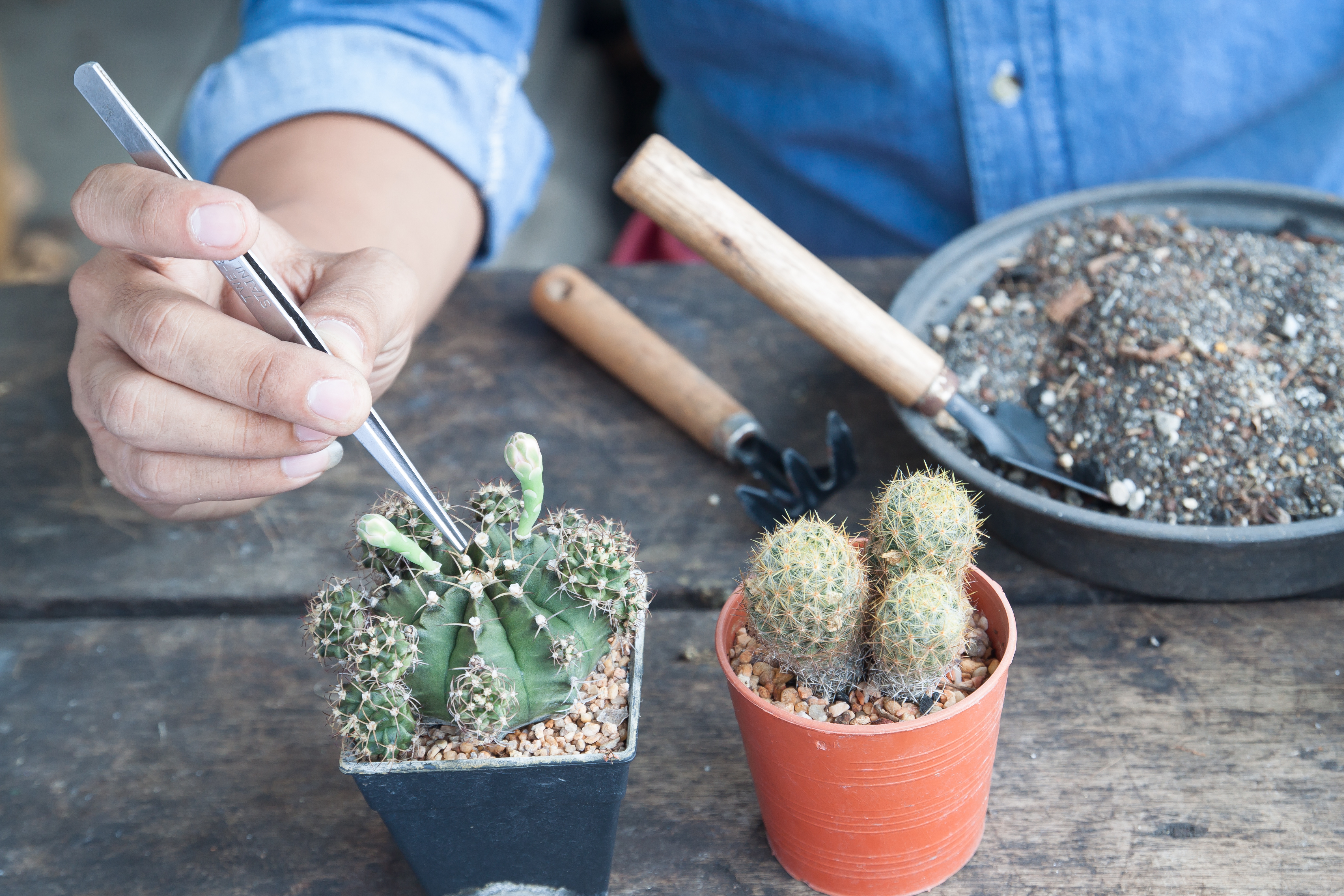 Cactus & succulent soil