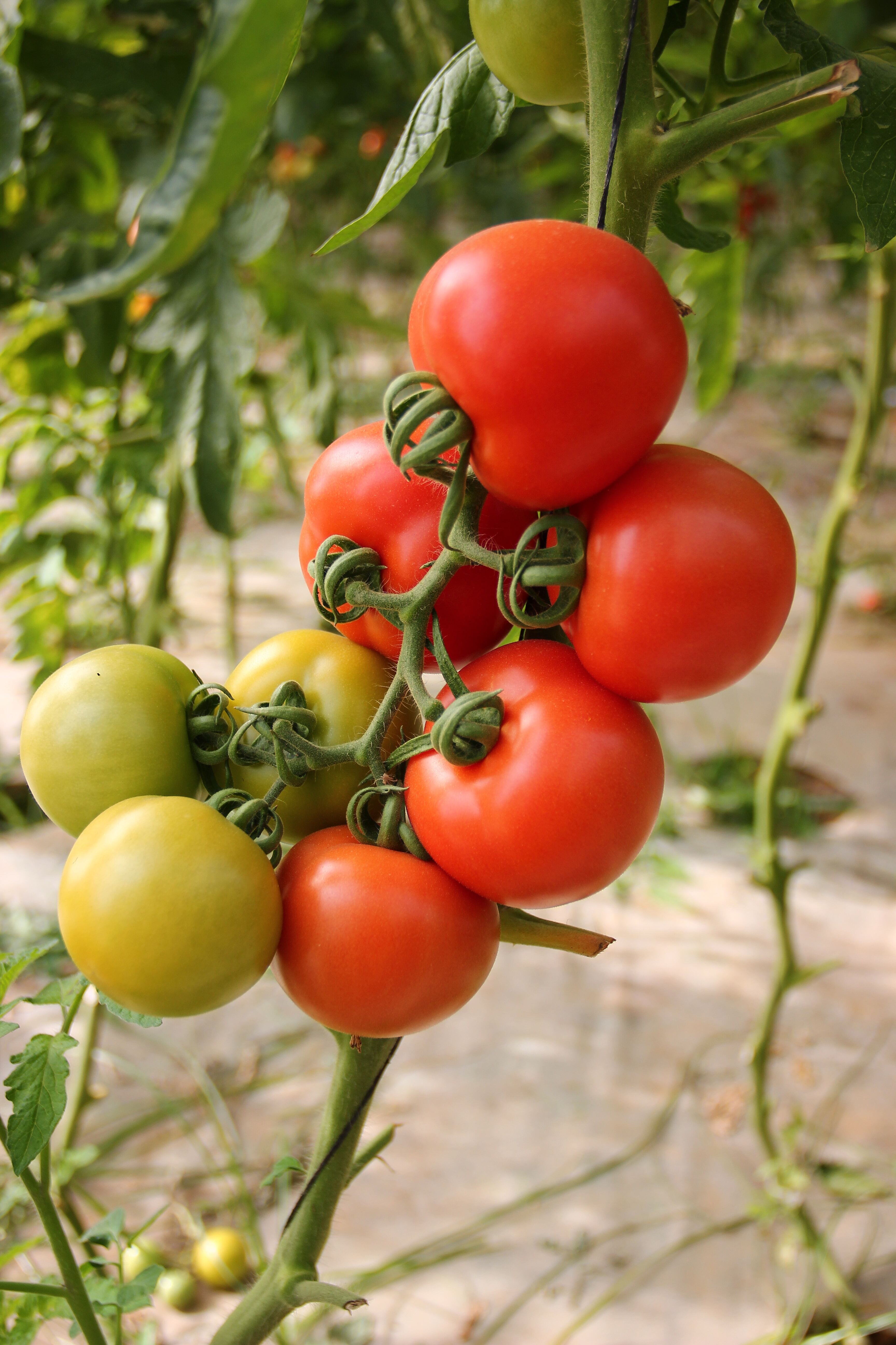 Tomato Plant Care