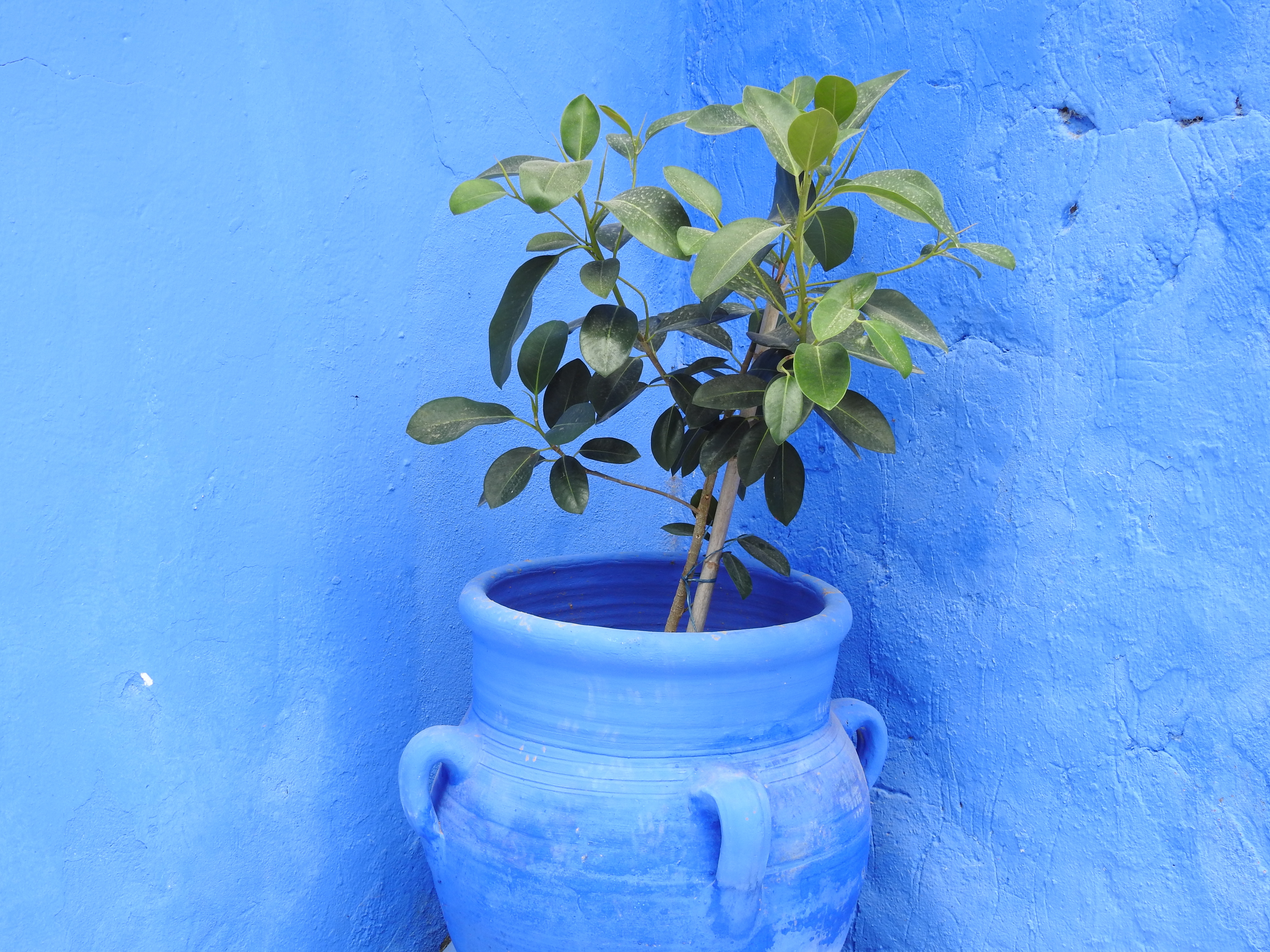 mediterranean plants