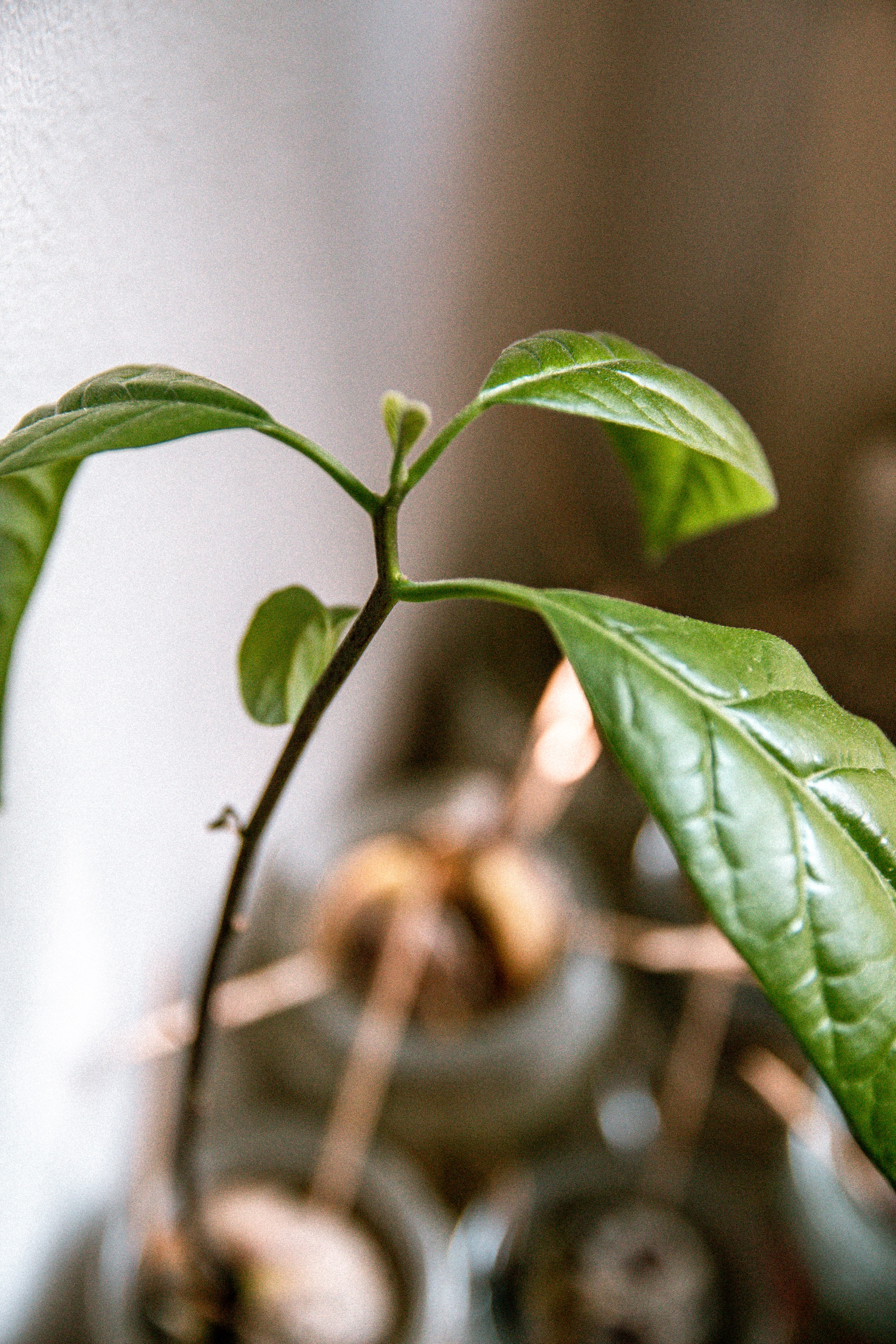 The best way to repot your Avocado plant