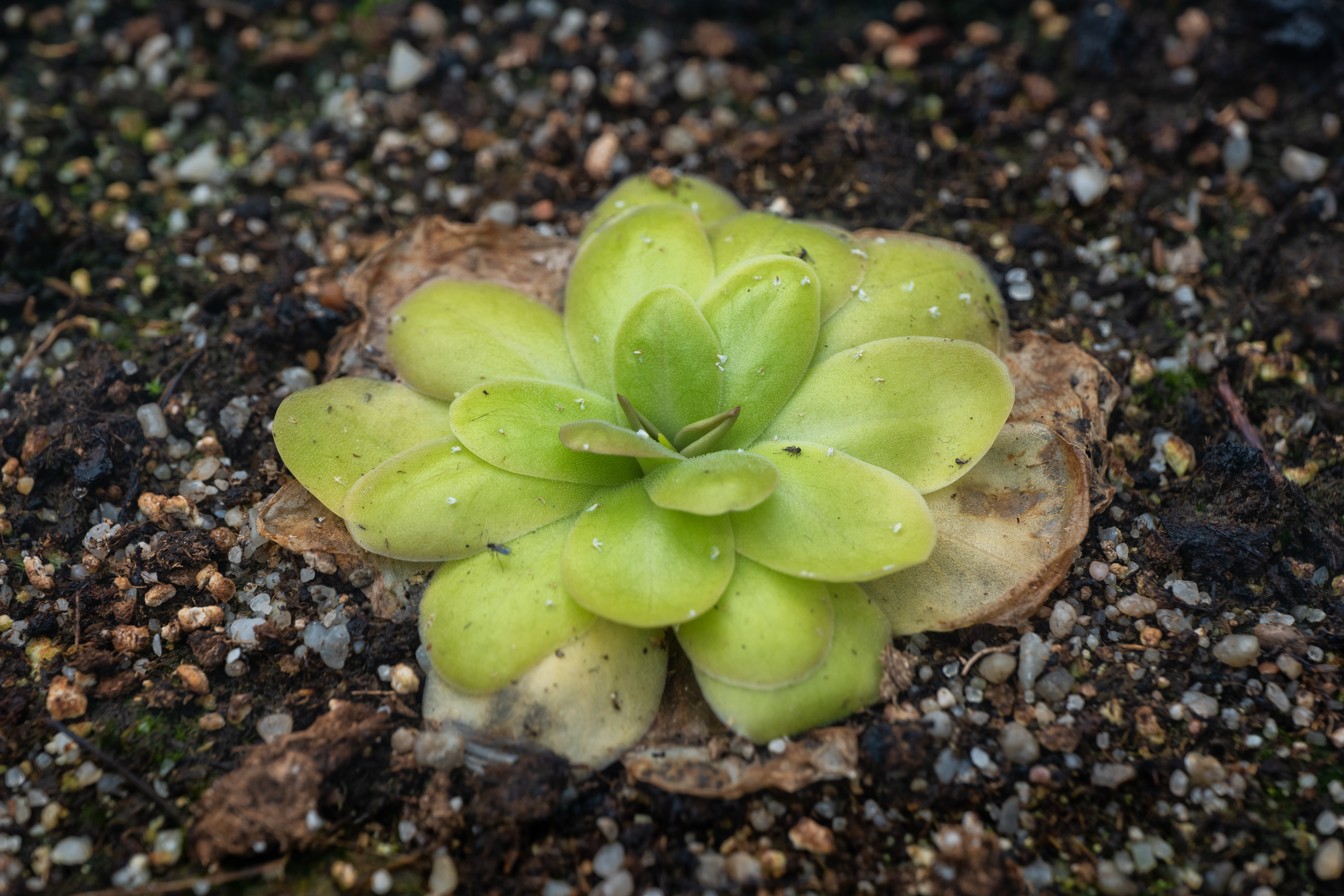 Carnivores Plant Mix